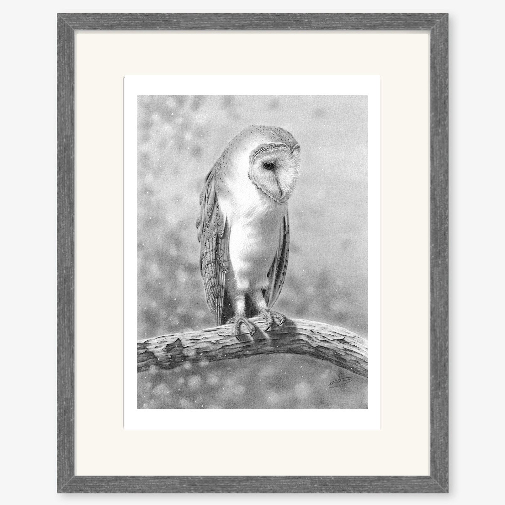barn_owl_on_birch_charcoal.jpg