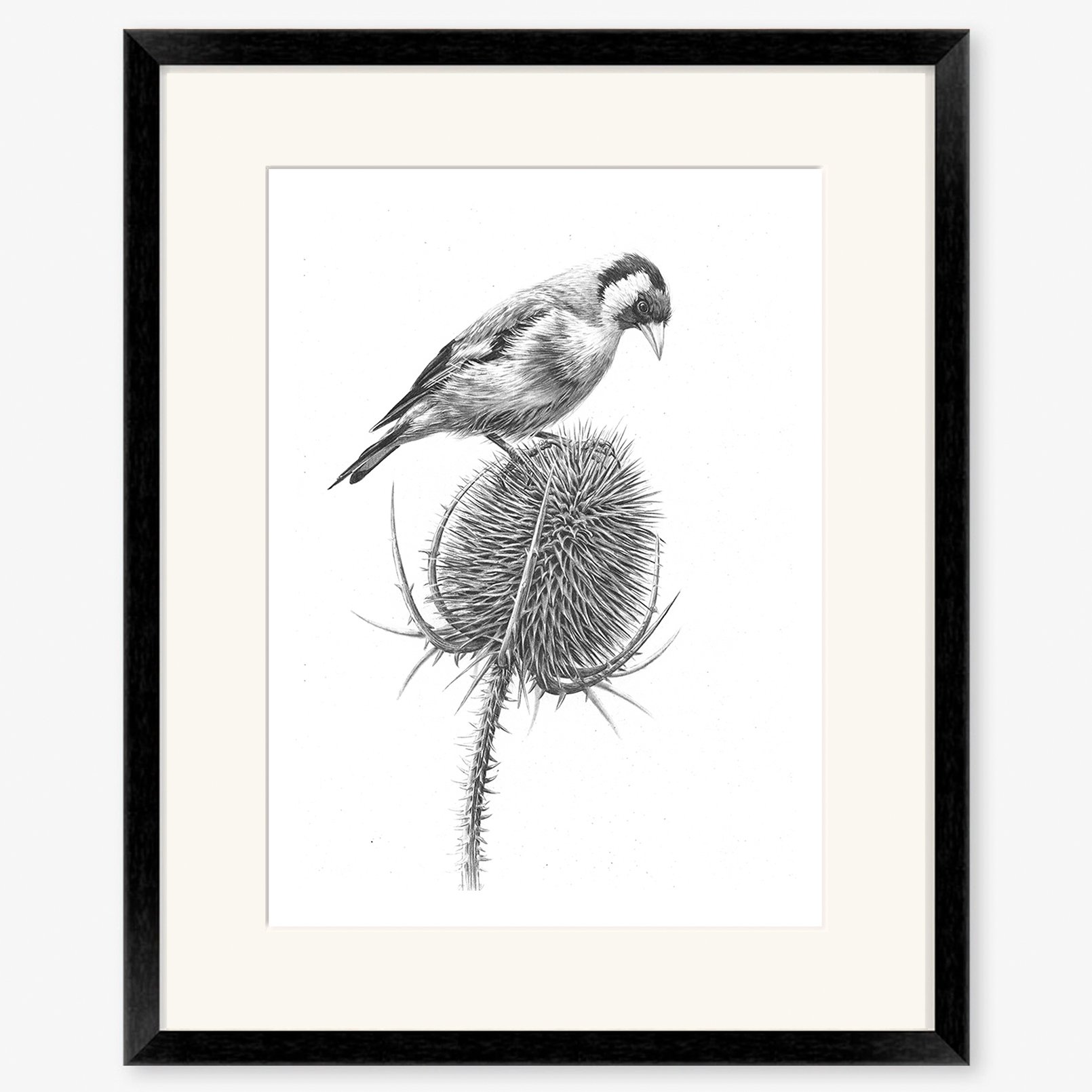 goldfinch_on_teasel_black.jpg
