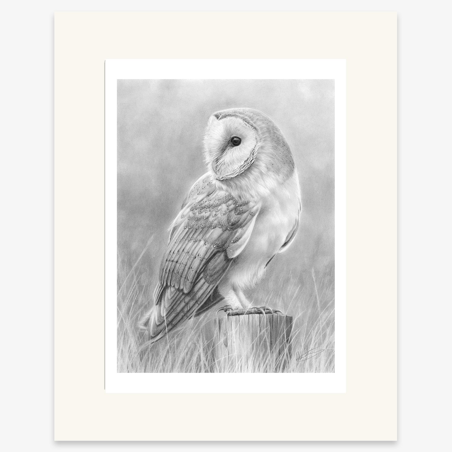 Barn Owl 2_mounted.jpg