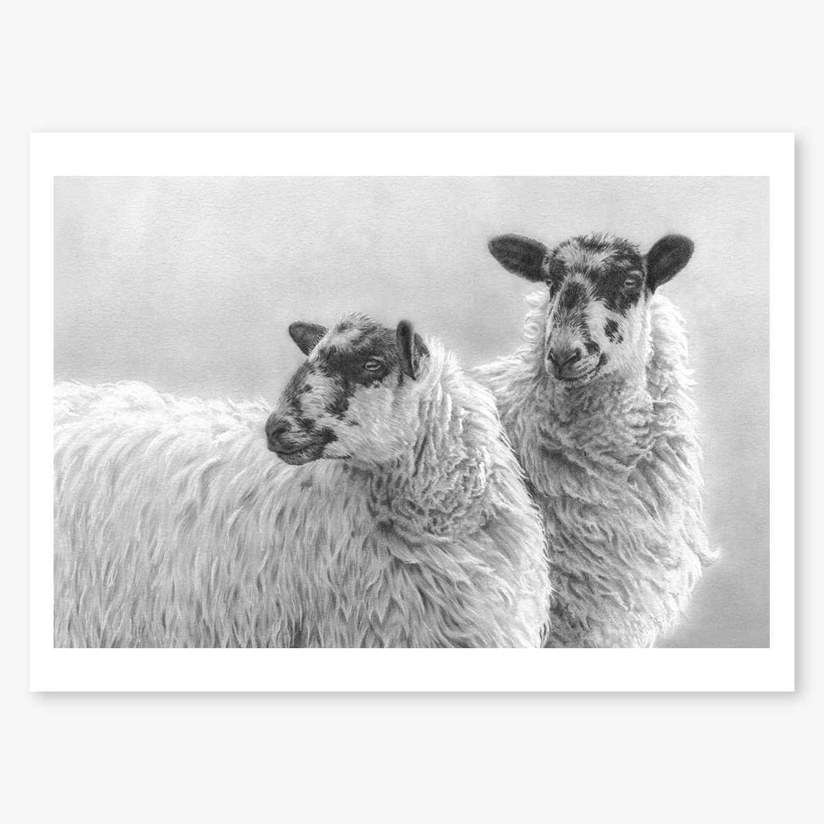 Mules_sheep_floating.jpg