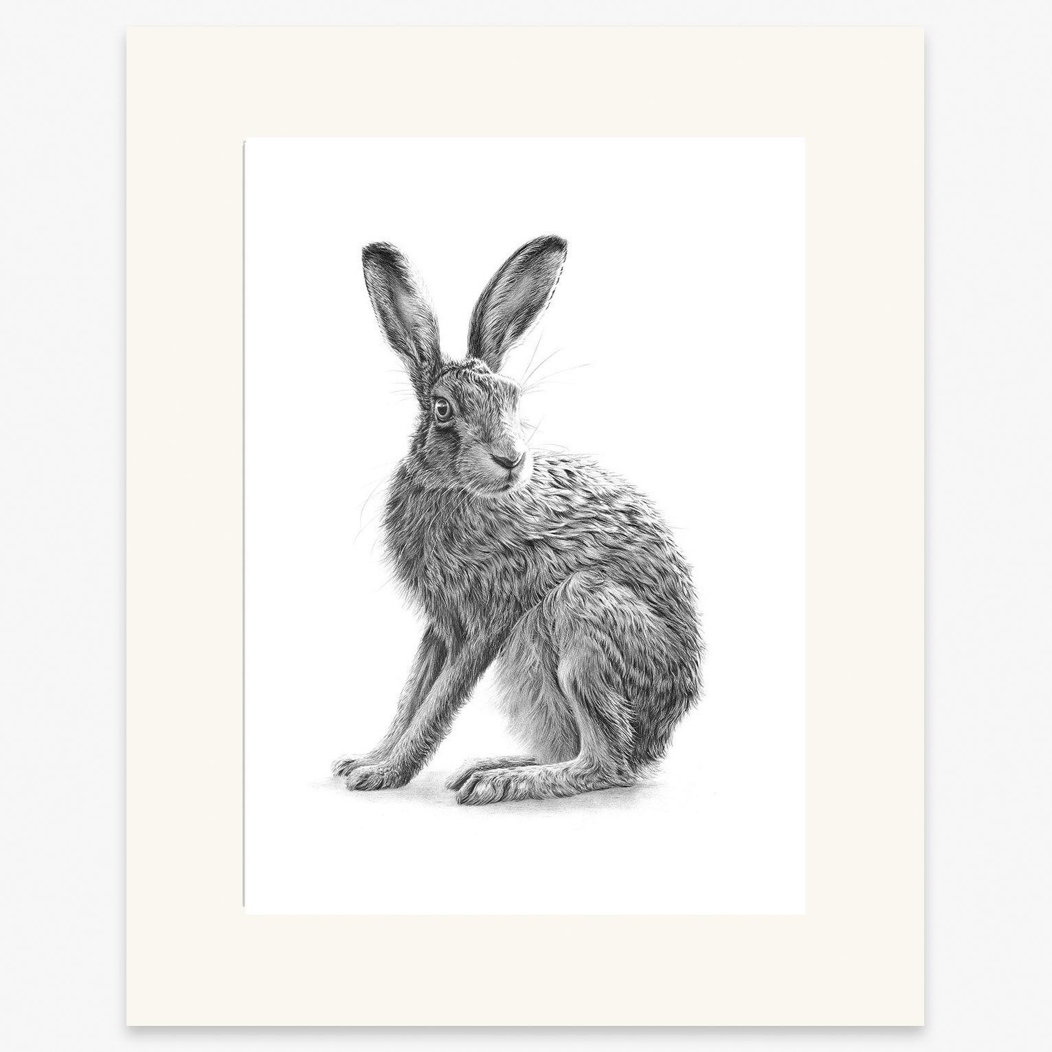 Hare_sitting_II copy_mounted.jpg