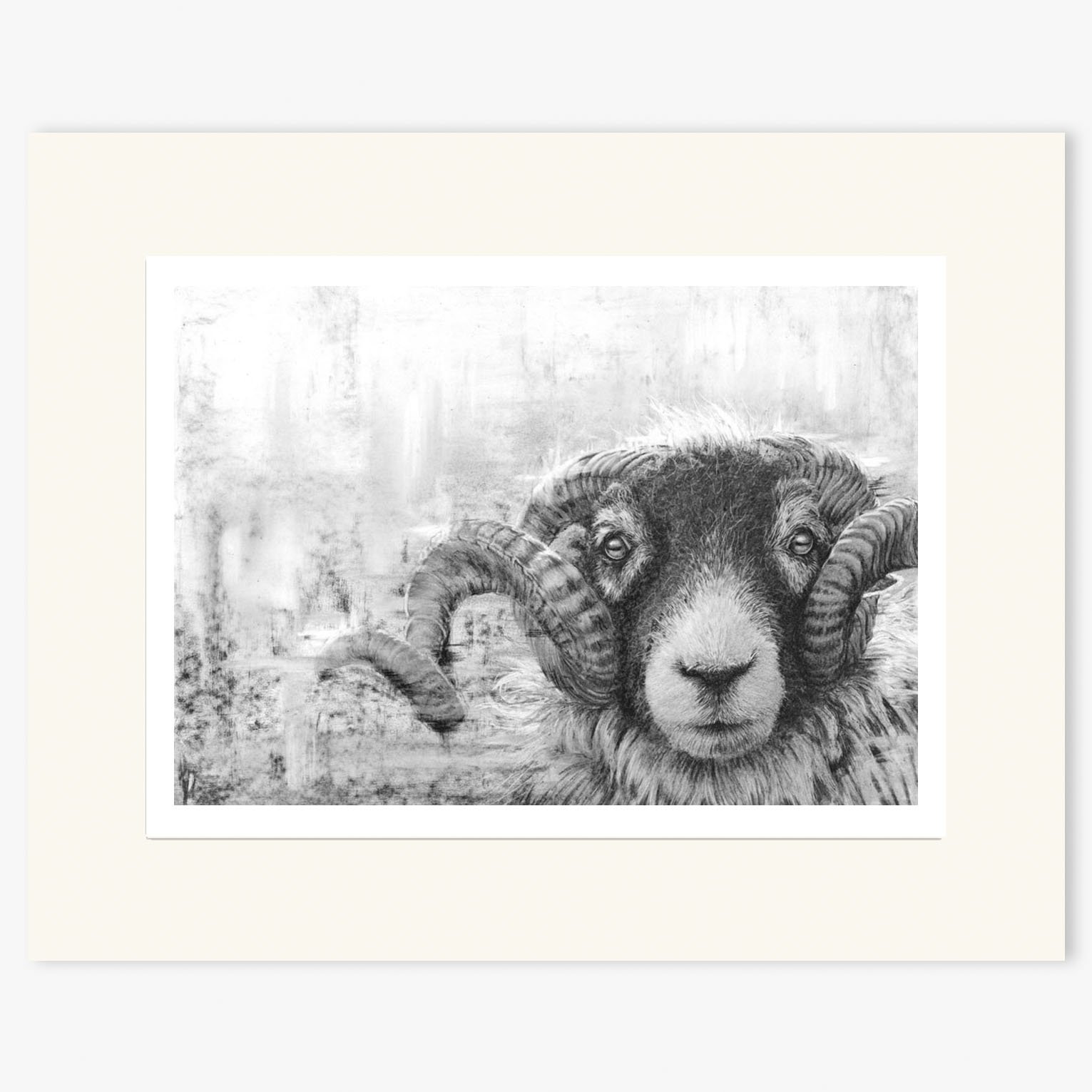 swaledale_tup_II_mounted.jpg