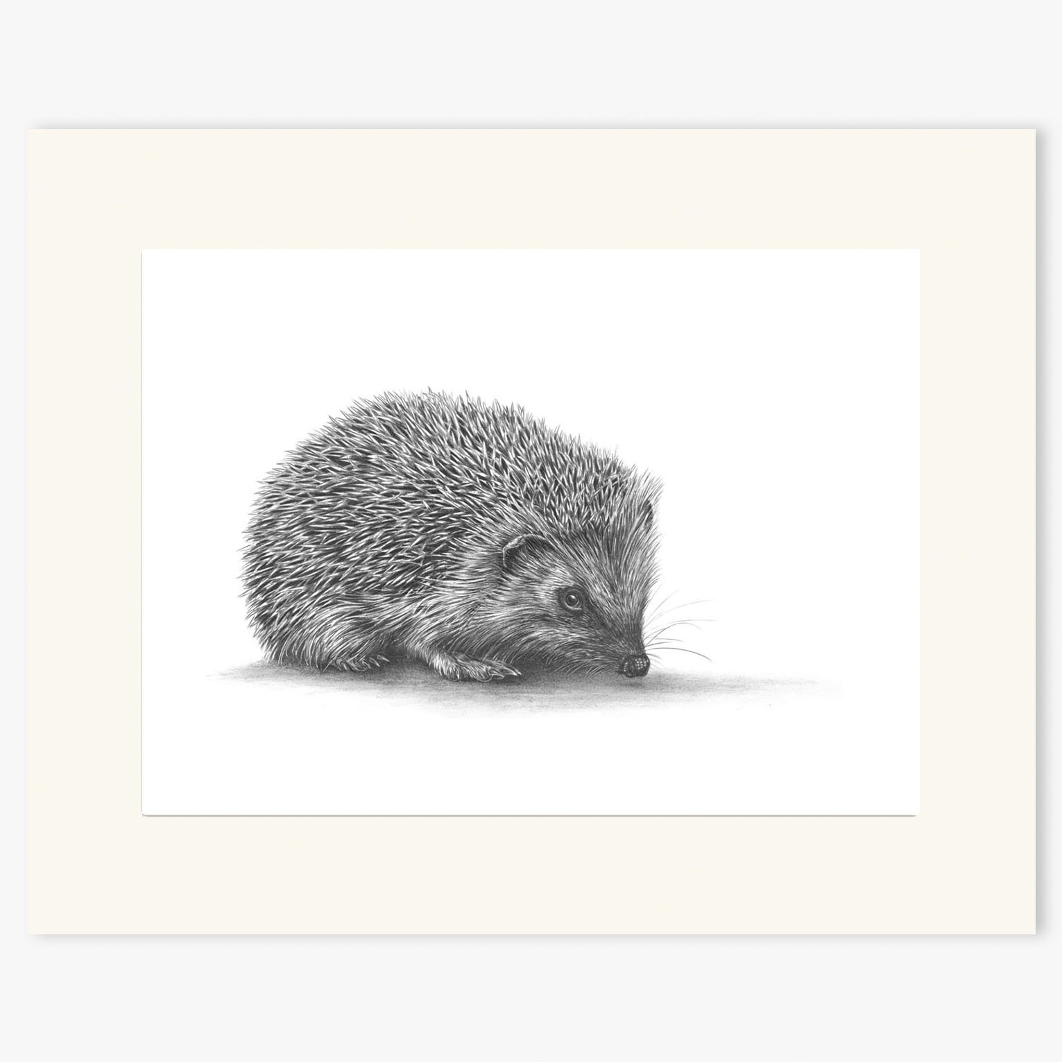 hedgehog2_mounted.jpg
