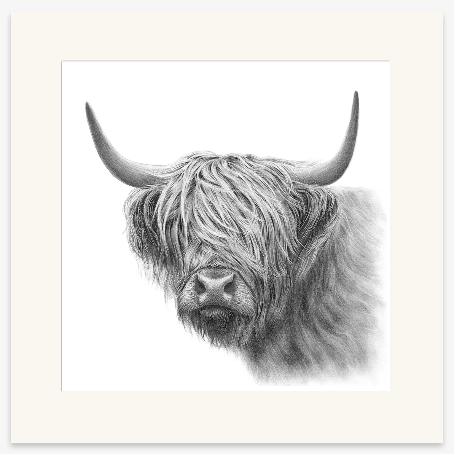 highland_cow_vi_mounted.jpg