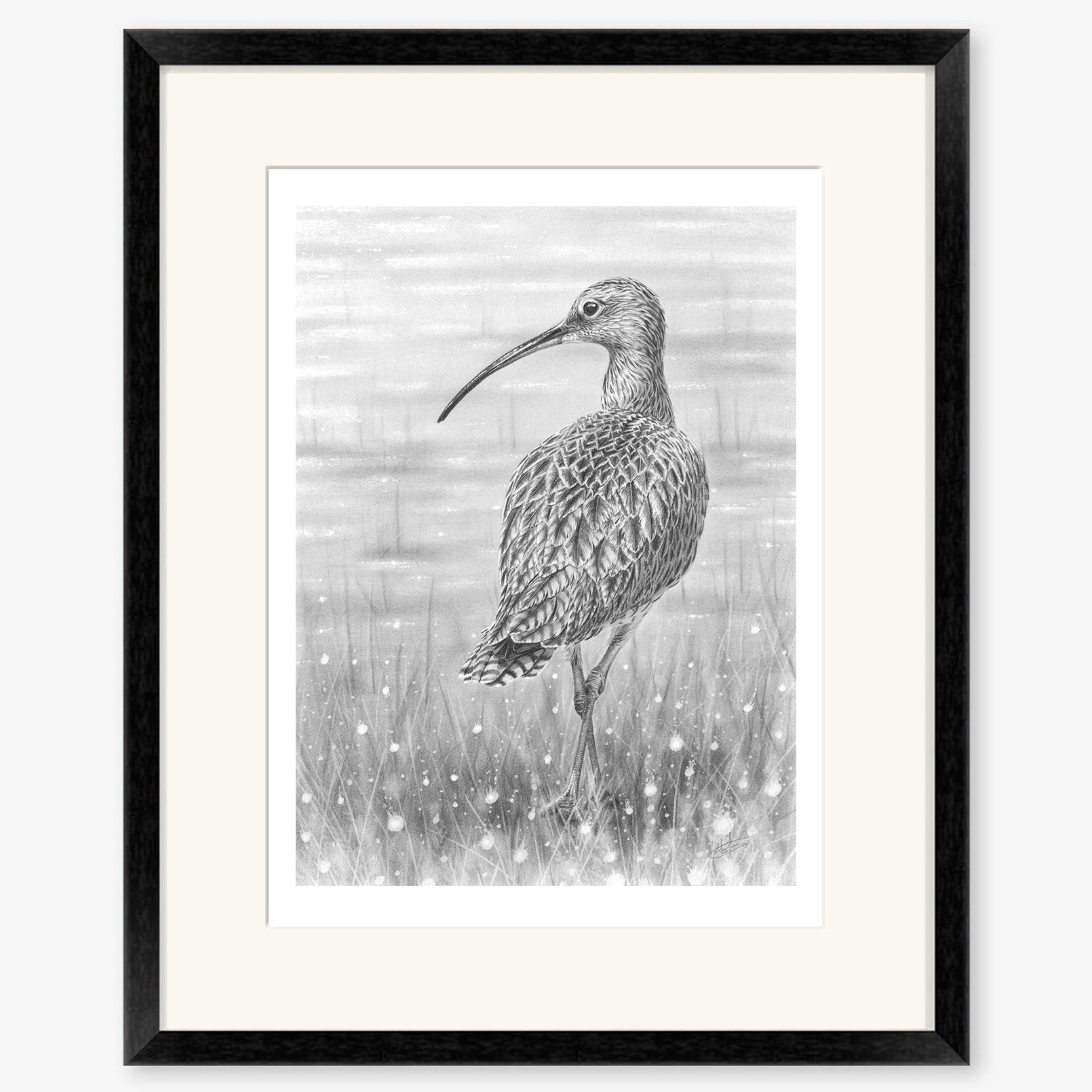 Curlew_black.jpg