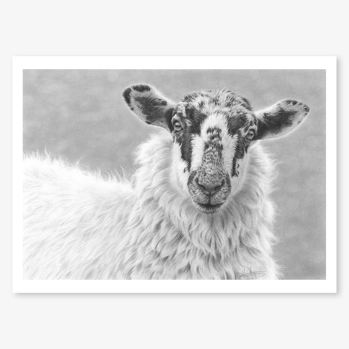 Mule_portrait_sheep_floating.jpg