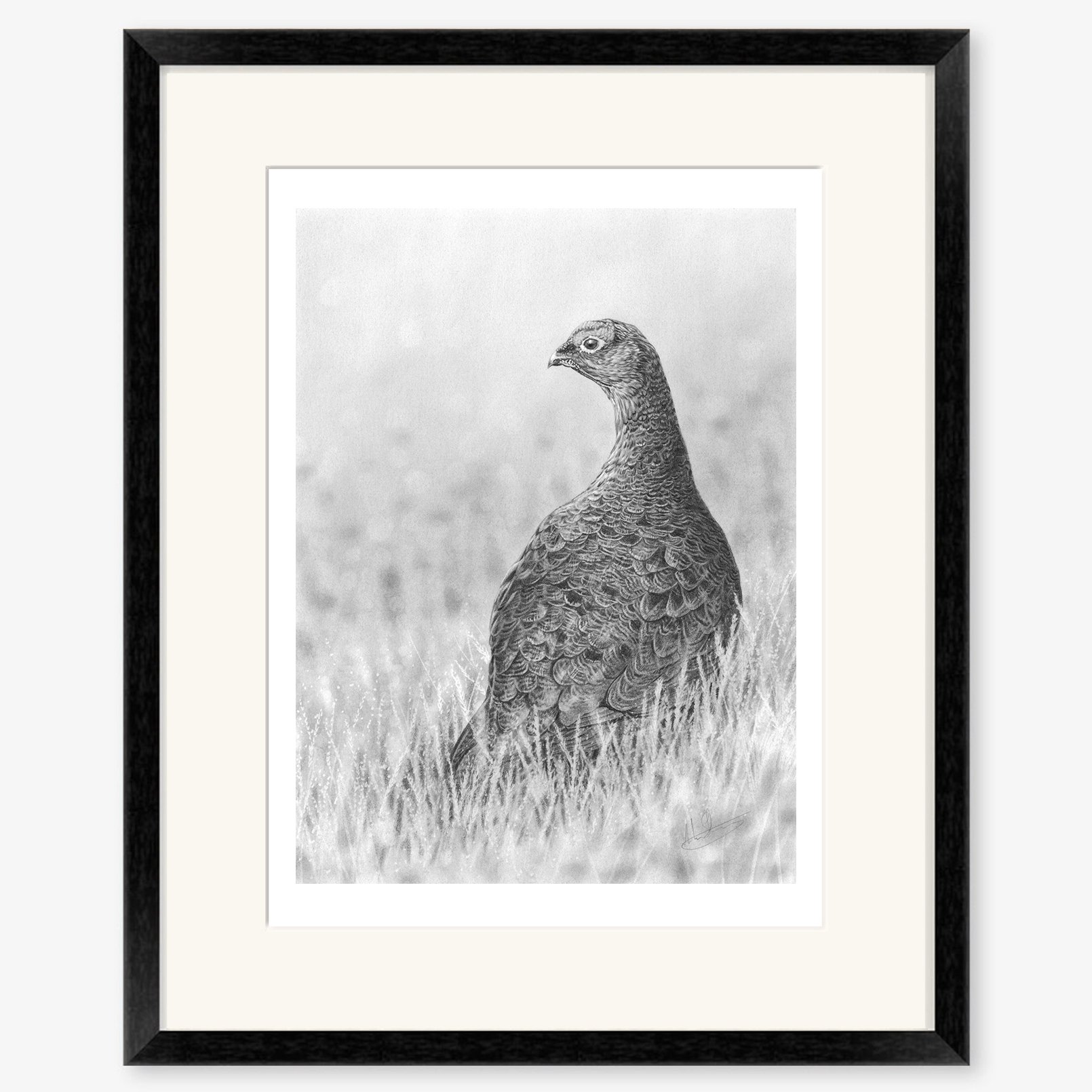 red_grouse_black.jpg