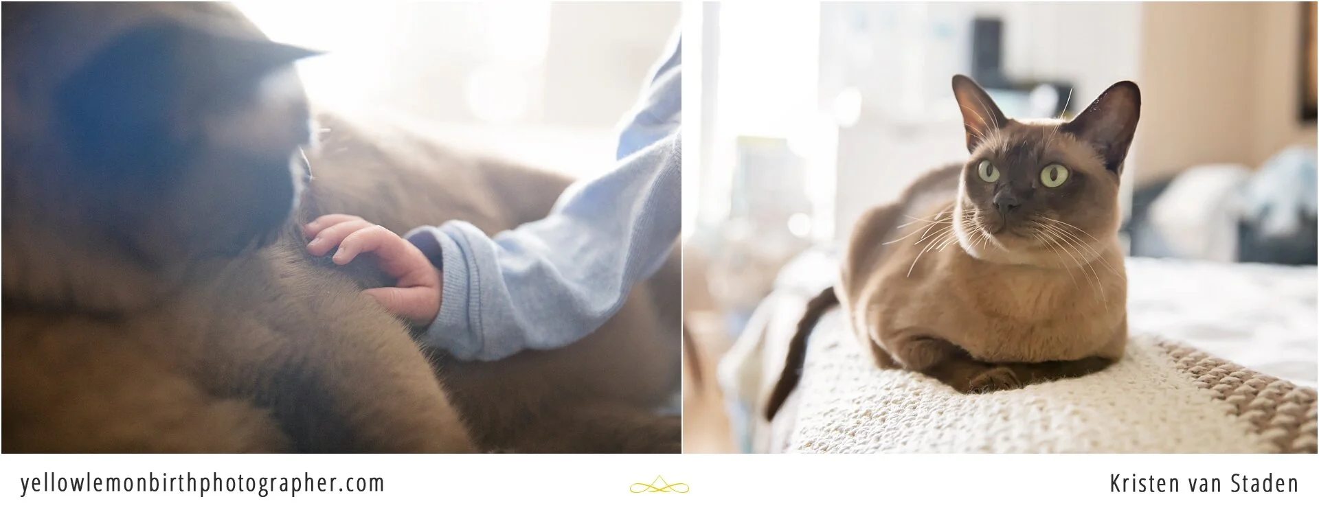 newborn covid baby yellow lemon birth photographer_0002.jpg