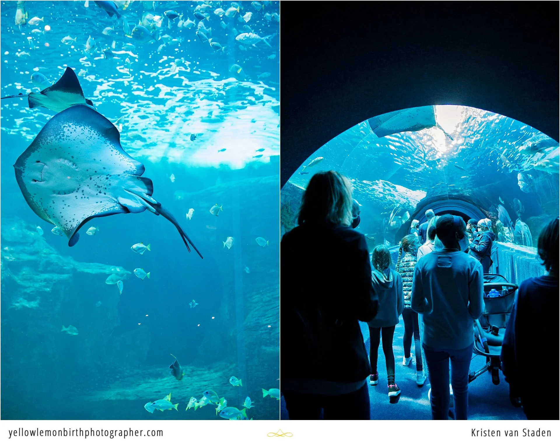 under the sea two oceans aquarium birthday party_014.jpg