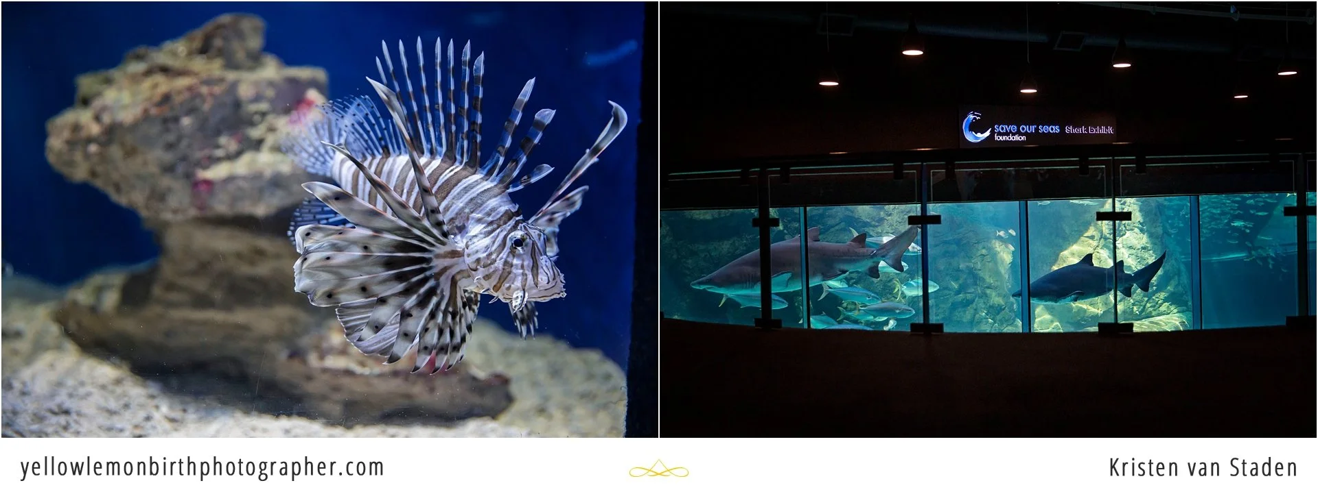 under the sea two oceans aquarium birthday party_015.jpg