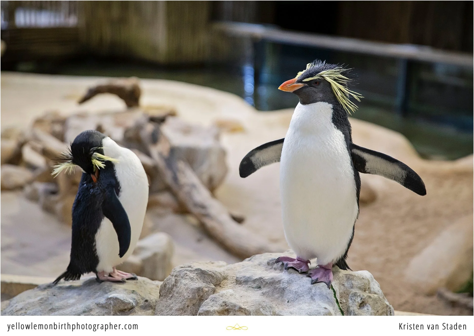 under the sea two oceans aquarium birthday party_017.jpg