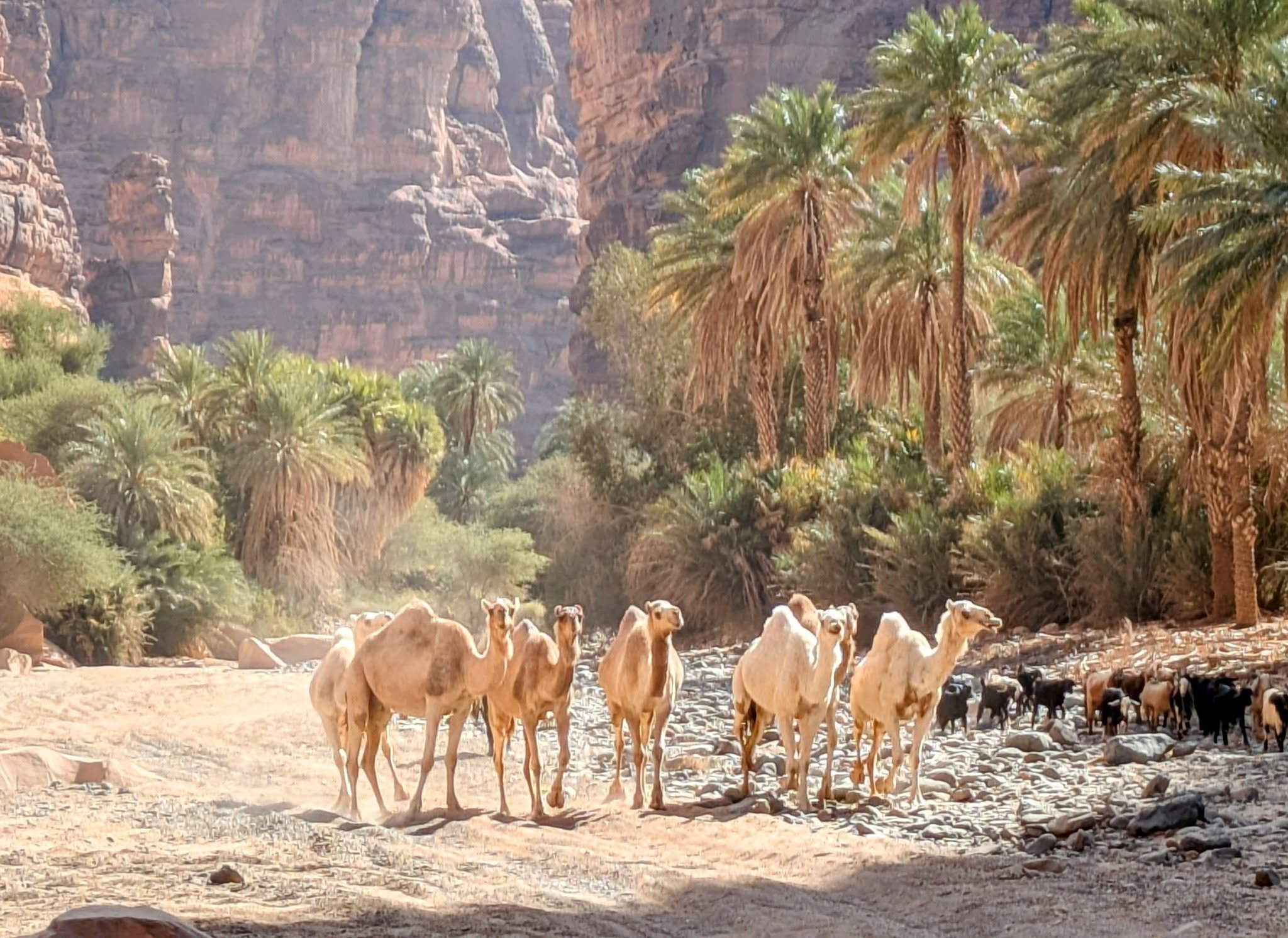 Through a wadi in Saudia Arabia