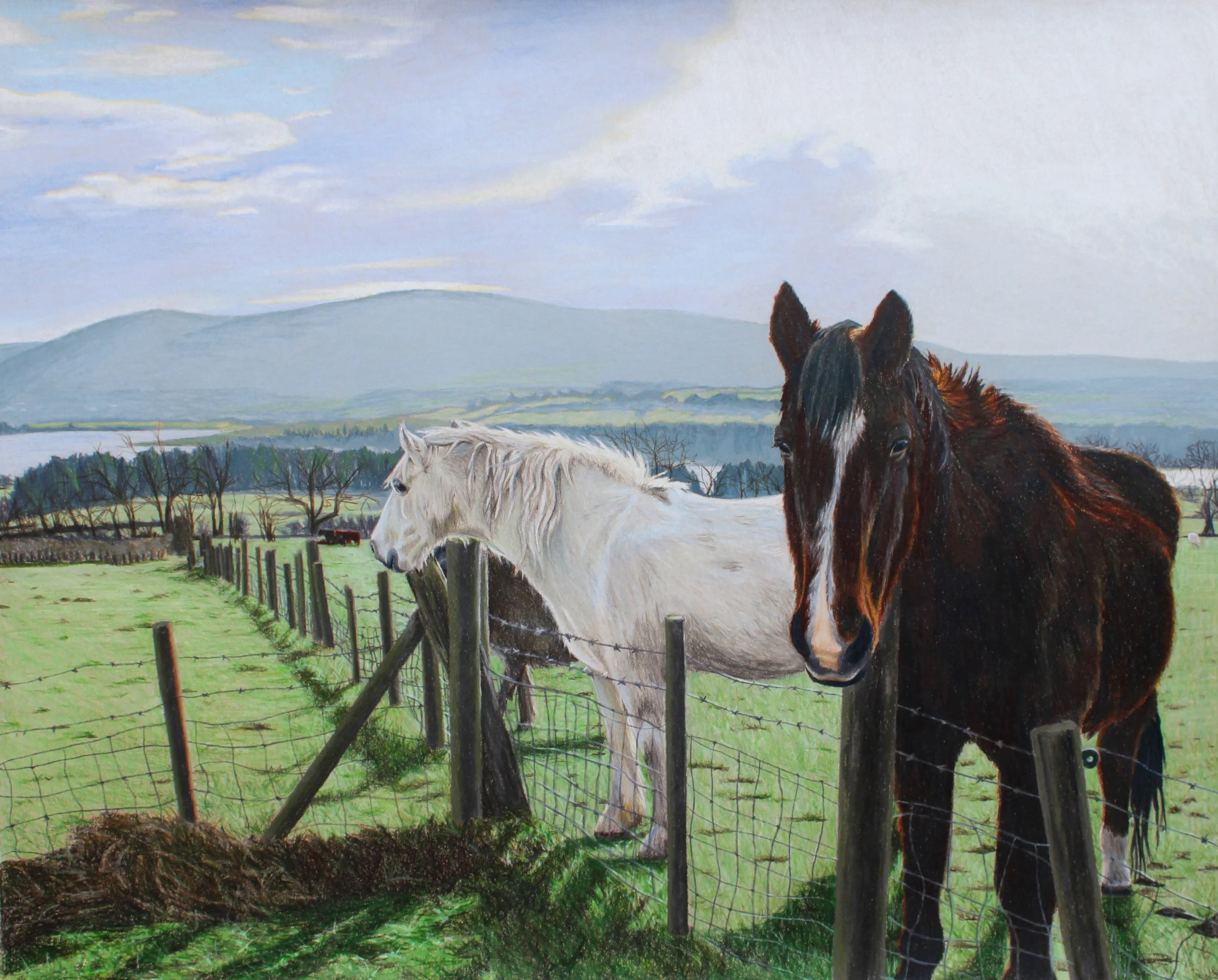 Horses in the Emerald Isle, print