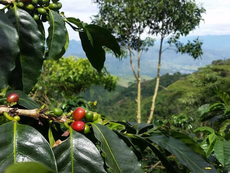 Colombia Decaf — Valle de Cauca