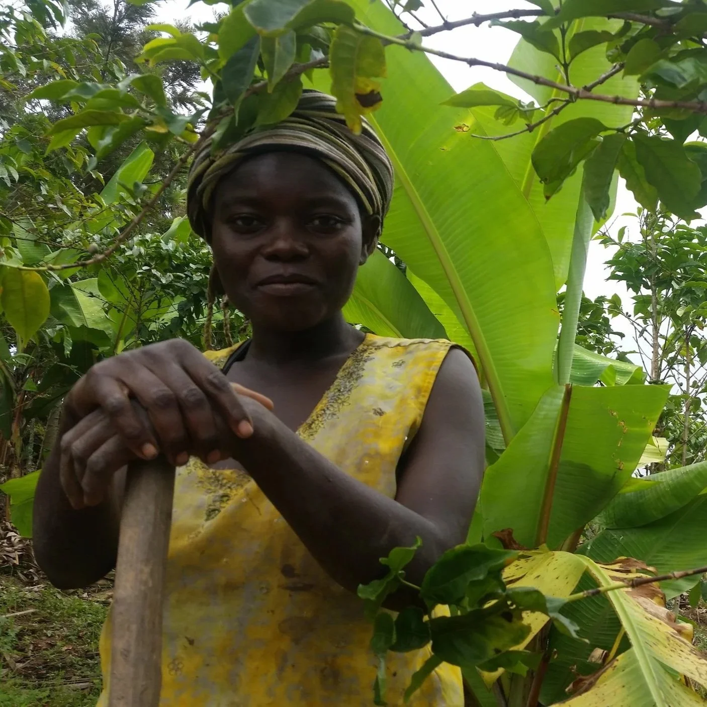 Woman coffee farmer holding a wooden tool handle among coffee plants and banana leaves in DR Congo