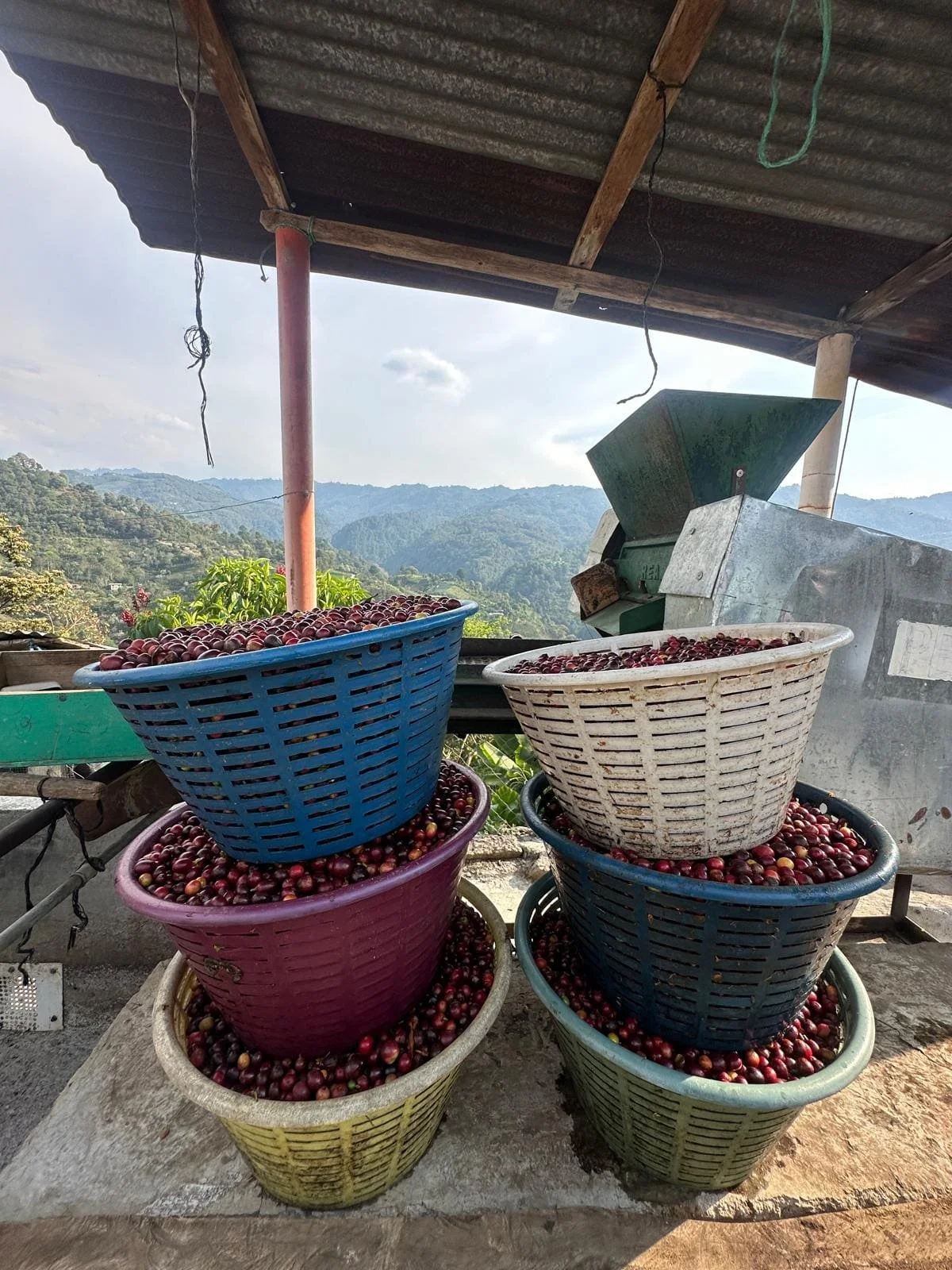 Cedar River Blend