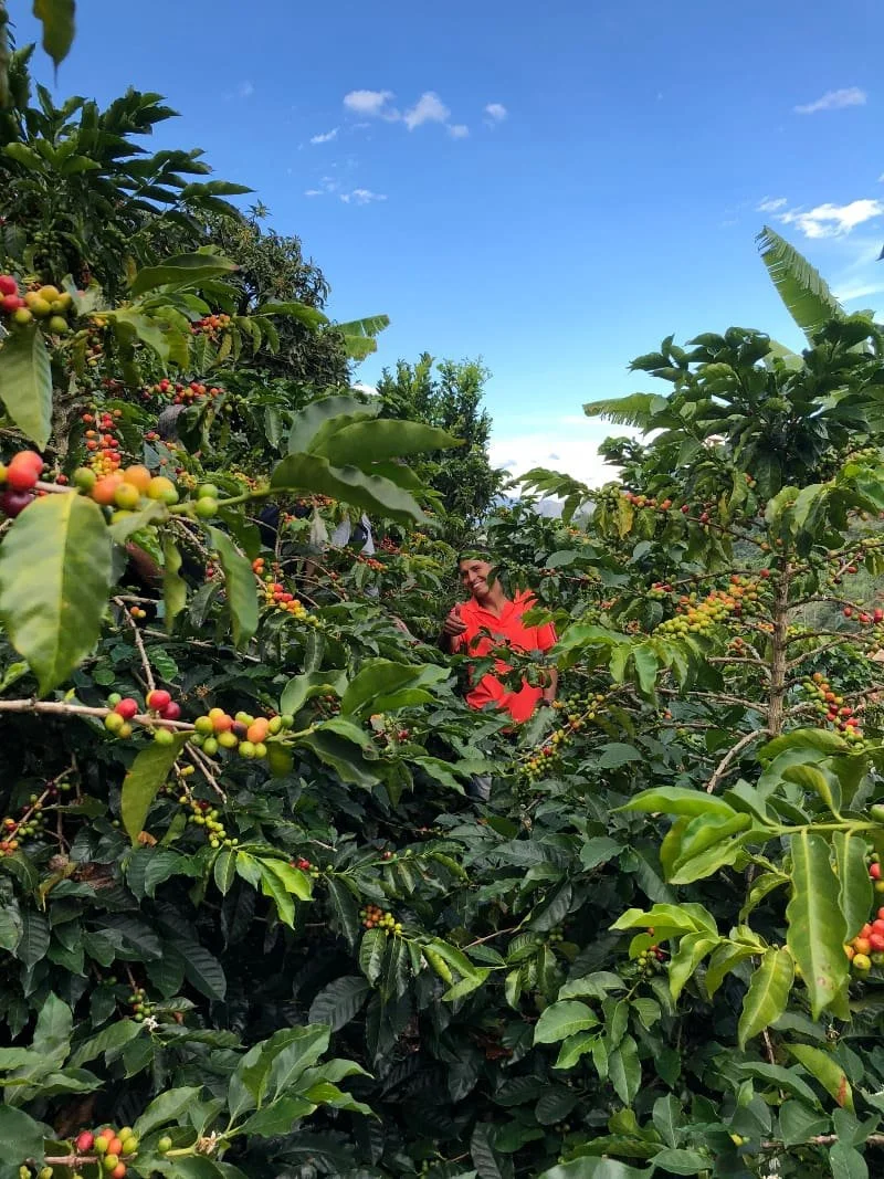 Colombia — Timaná Huila