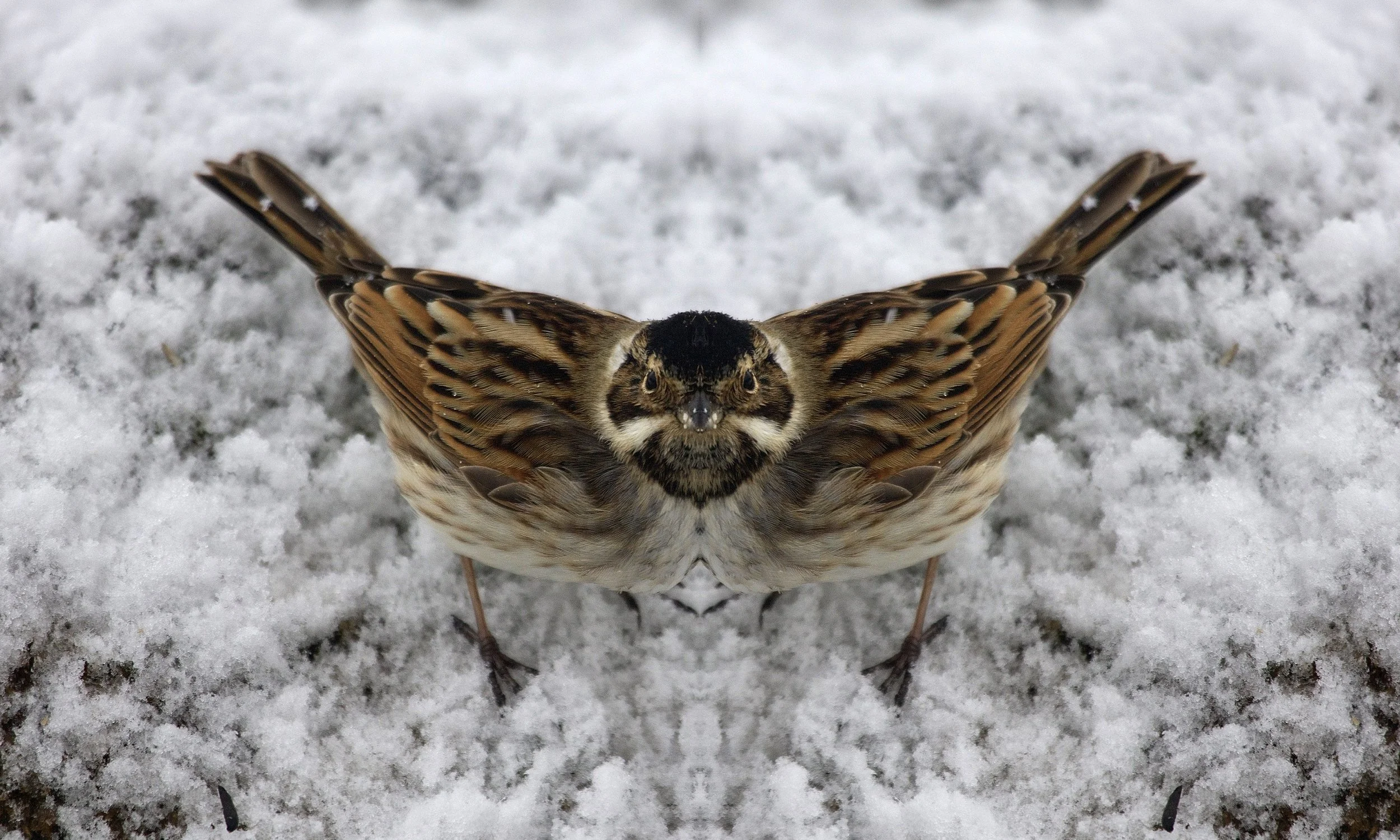 SAUVAGE &amp; SACRÉ