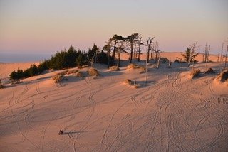 Winchester Bay dunes.jpeg