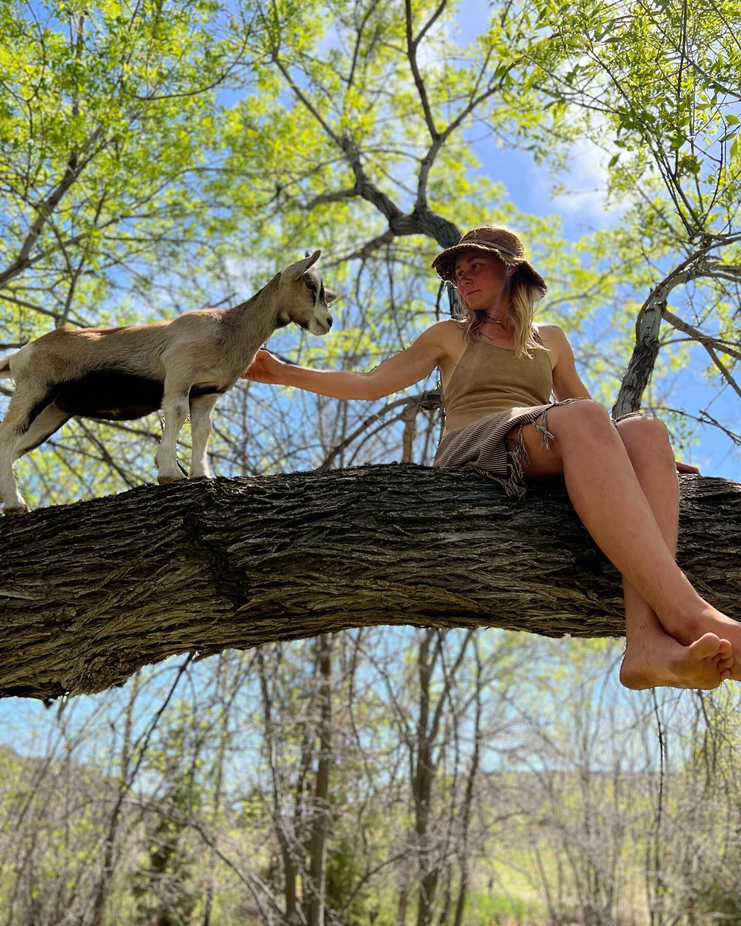 Animals are good medicine. 

There always seems like there is a lot to do, but the kids remind me to take a break from the endless &ldquo;to-do&rsquo;s&rdquo; and play. 

Come on kids let&rsquo;s climb some trees!

#goatmedicine 
#stopdropandplay
#go