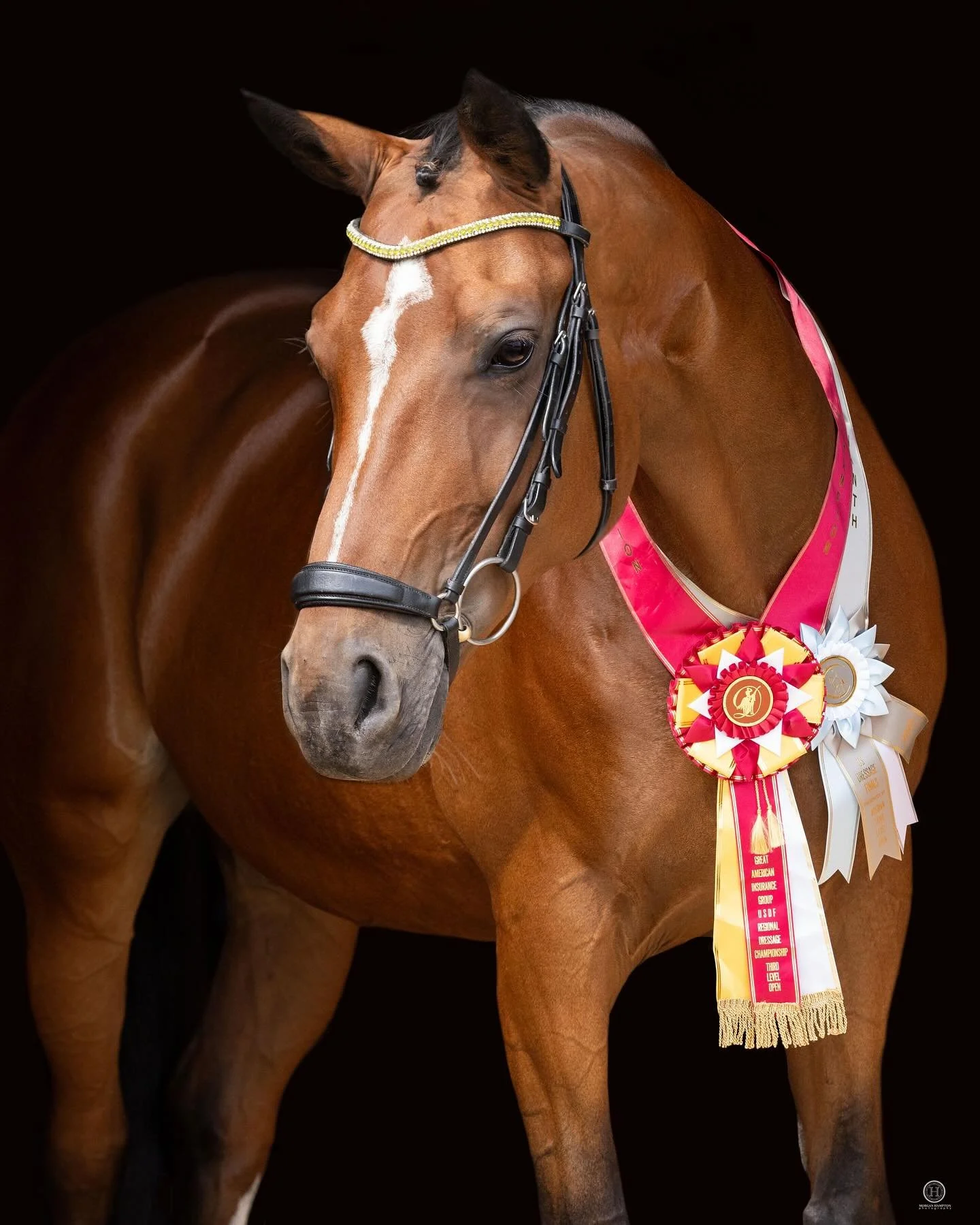 LAETITIA In detail đ
——————
#horsesofinstagram #equinephotographer #equinephotography #hanovarian #cincinnatiphotographer #dallasphotographer