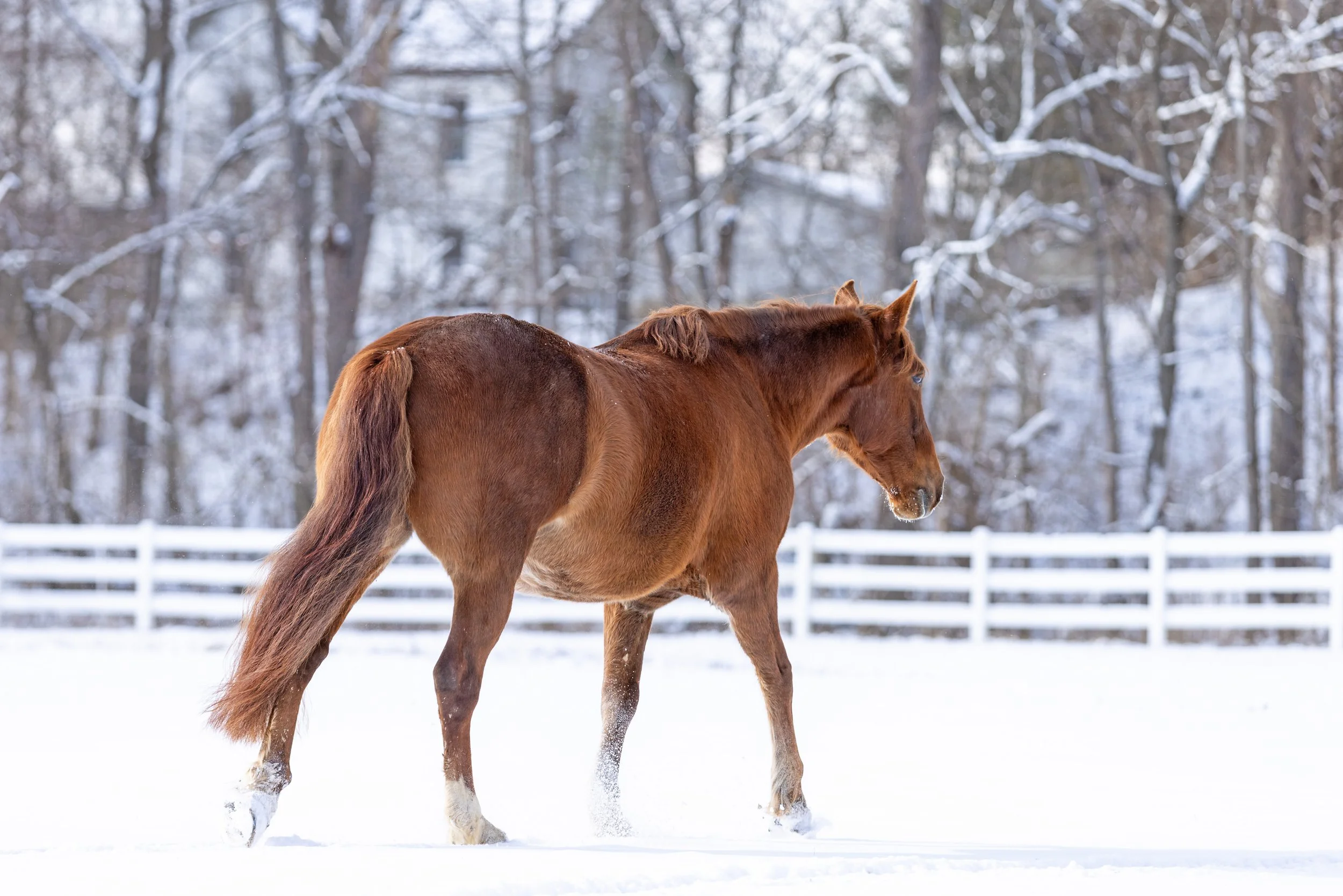 Wolverine's Dark Phoenix During Ohio's 2024 Snowmegedon