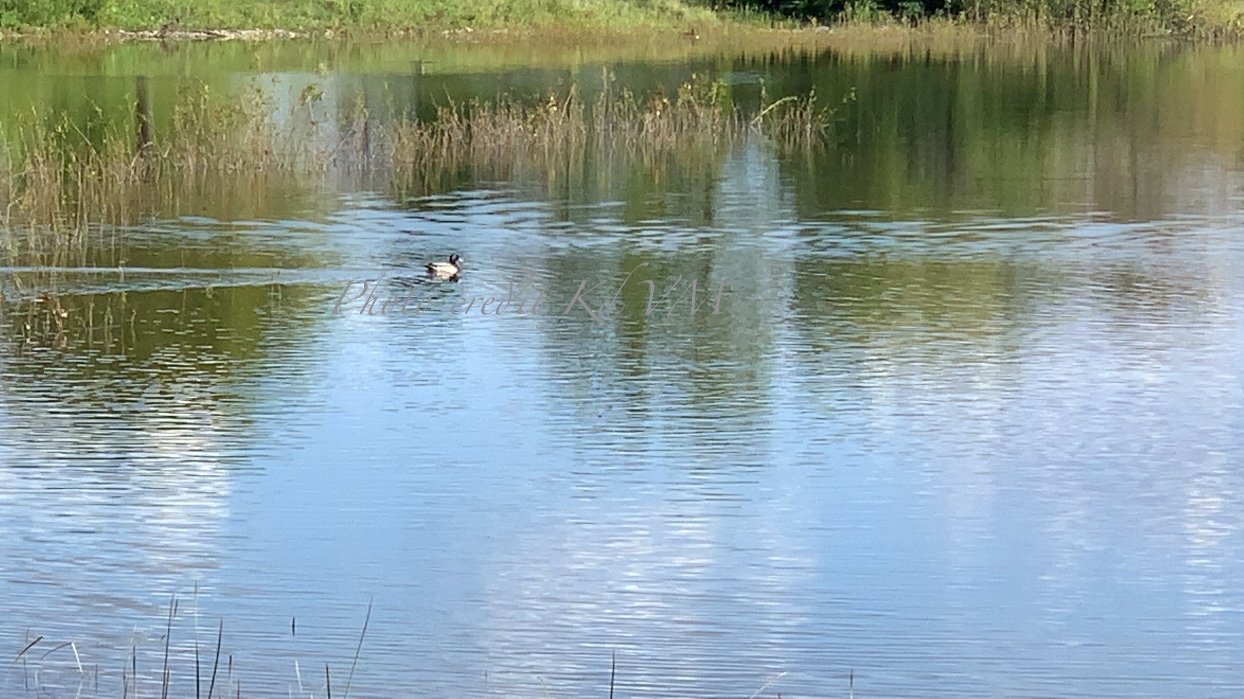 Water grasses at Champaign Park Photo by Kd VM