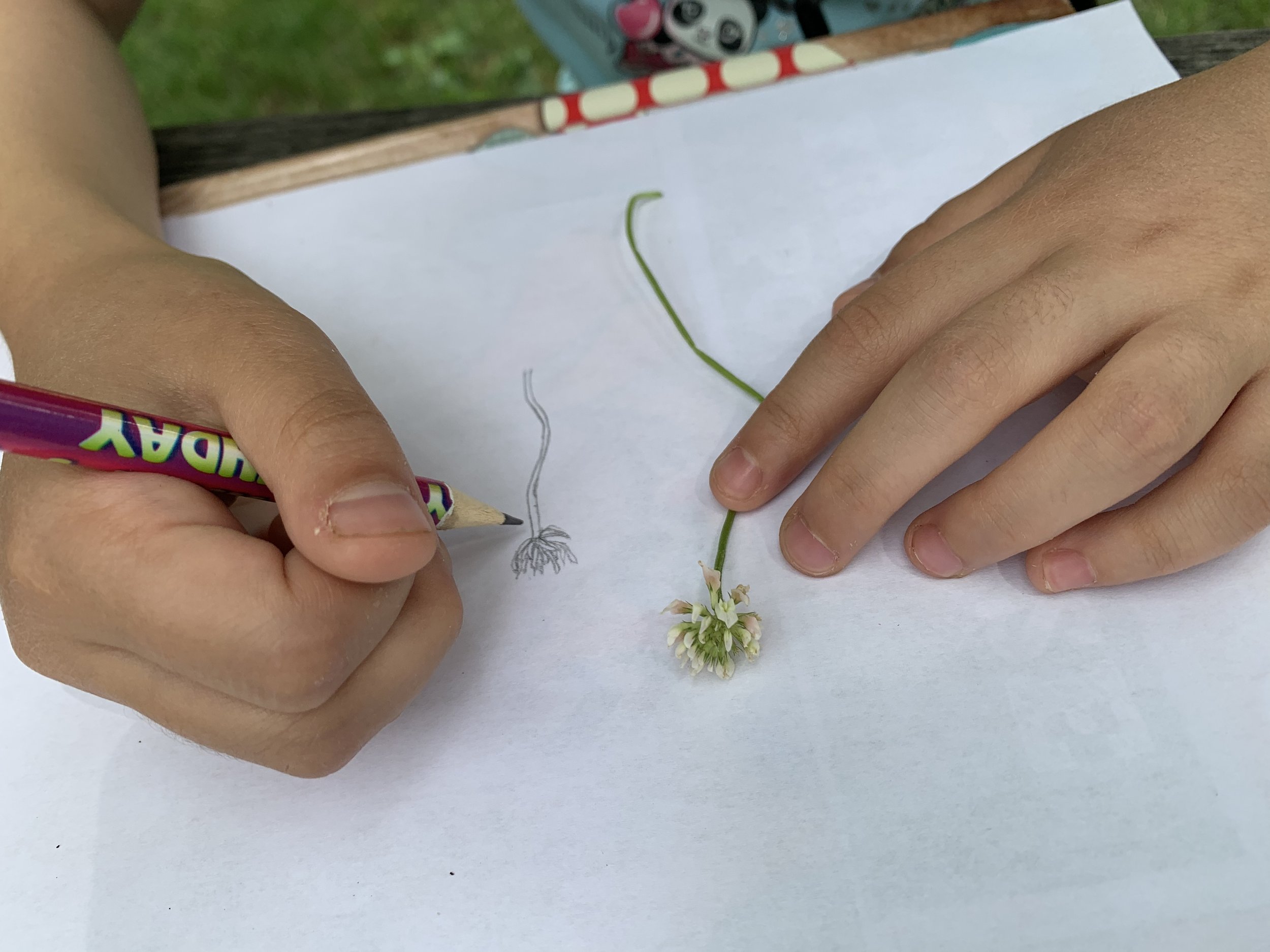 observe and drawing a clover flower