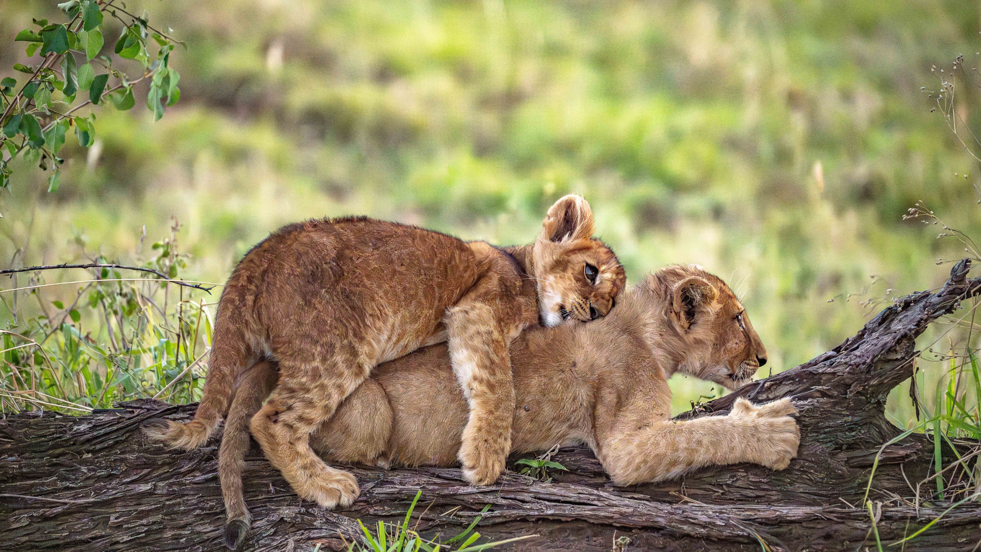 Huffman Travel - Micato Image of Baby Leopards