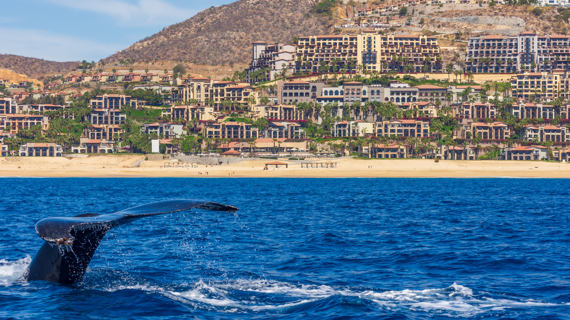 Huffman Travel Image of Cabo's Whale Watching scene