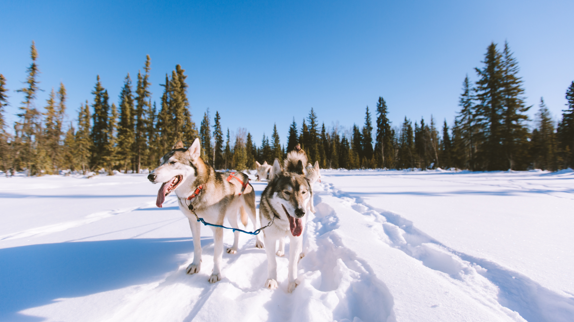 Huffman Travel Image of dogsledding - The Ritz-Carlton Yacht Collection