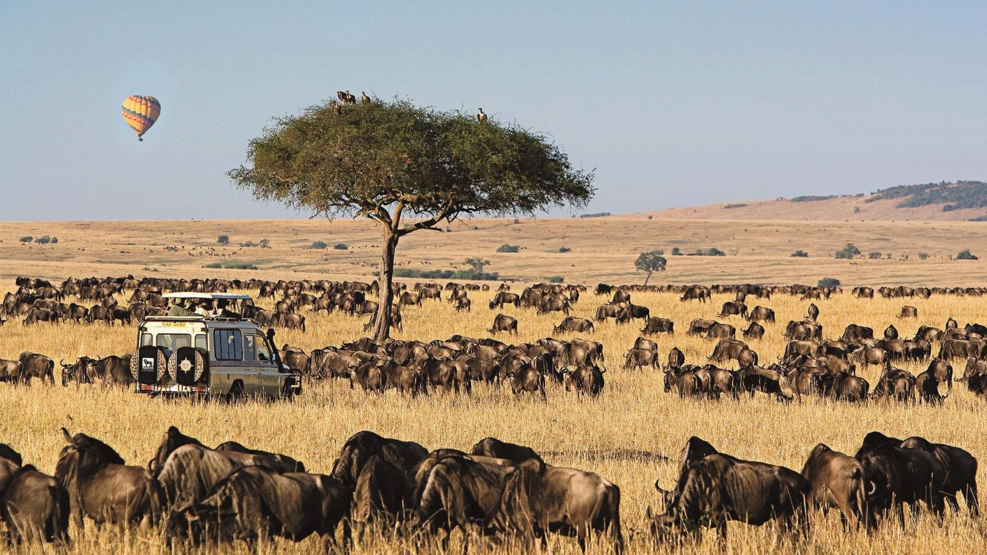 Huffman Travel - Micato Image of Safari truck with animals