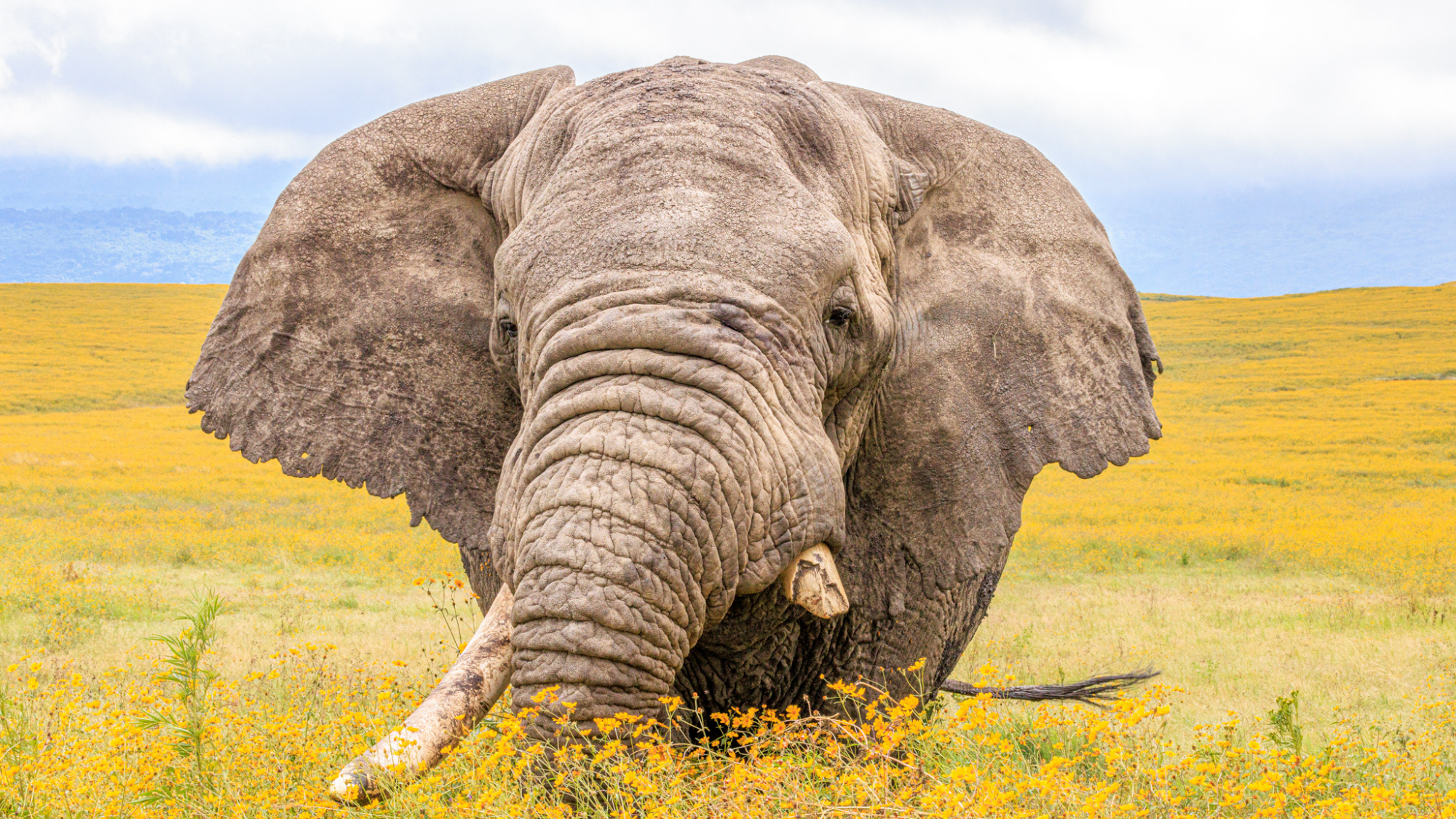 Huffman Travel - Micato Image of  Elephant