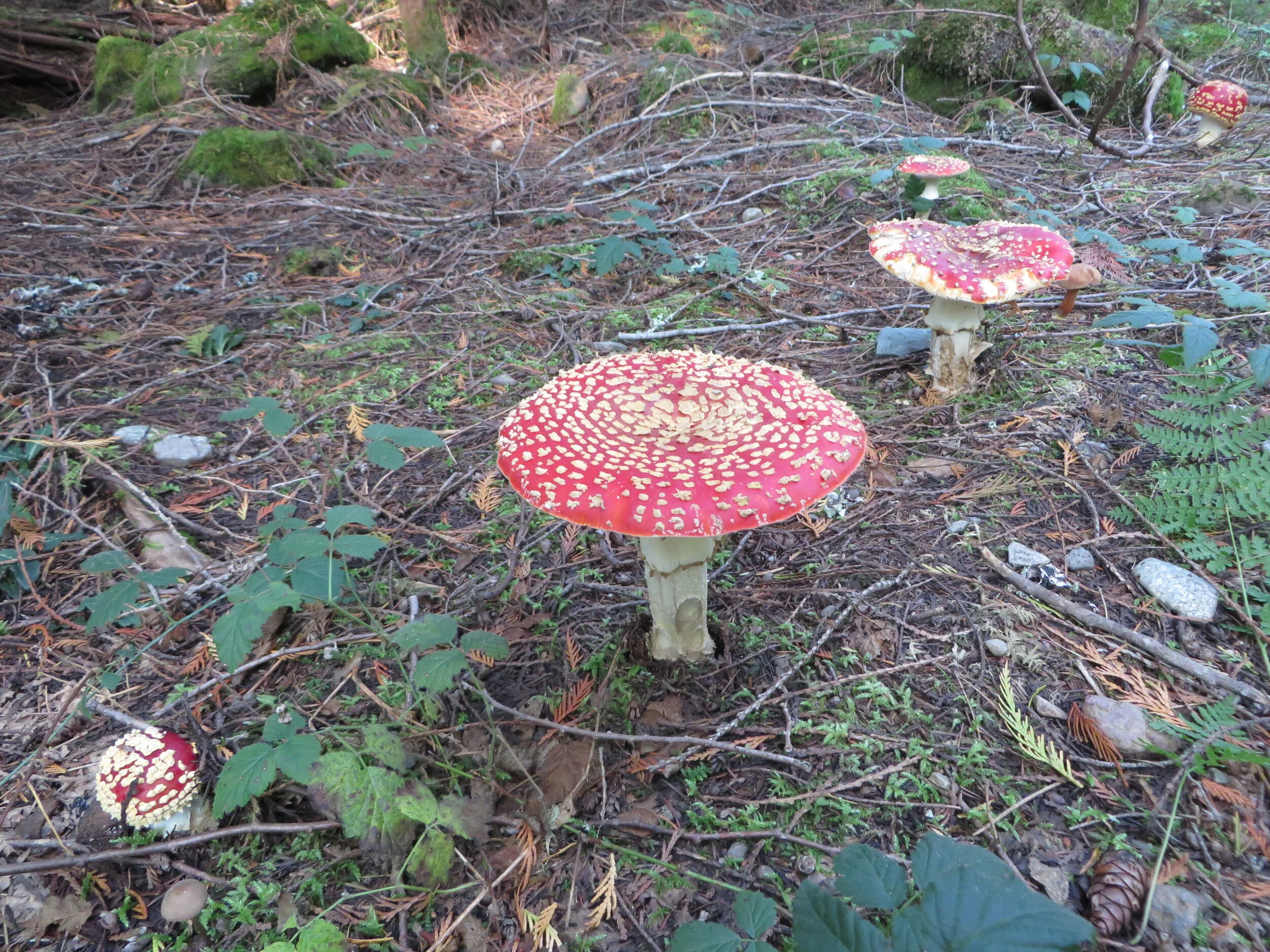 Fungi on Lava Lake loop, October 2020