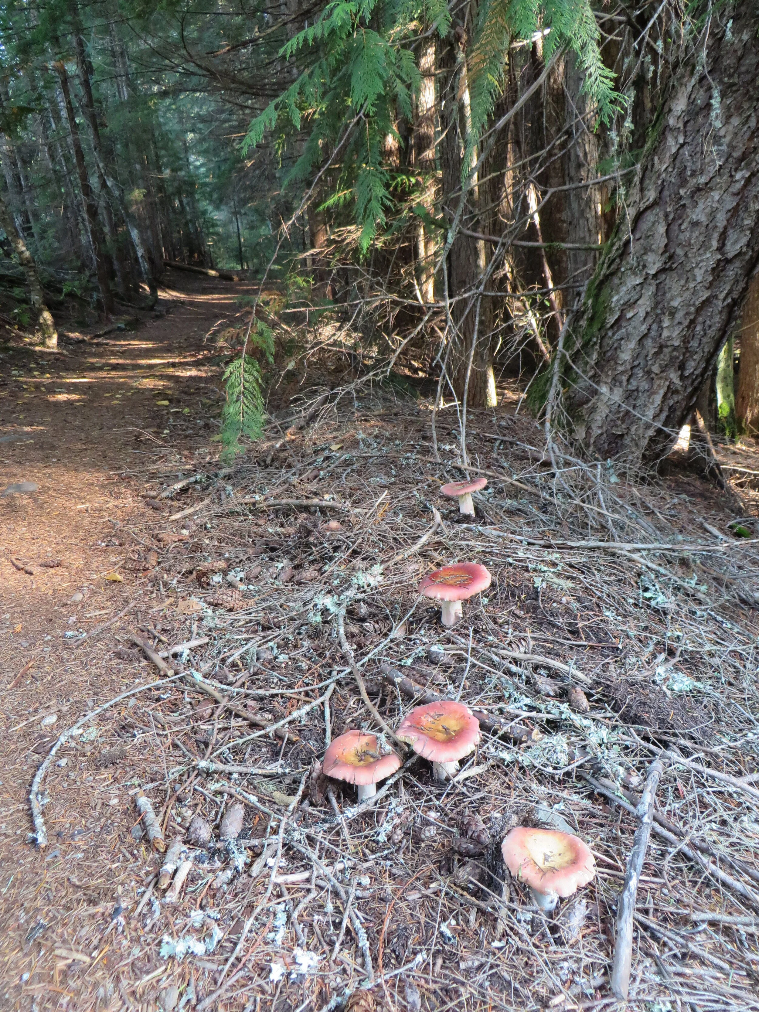 More fungi, October 2020