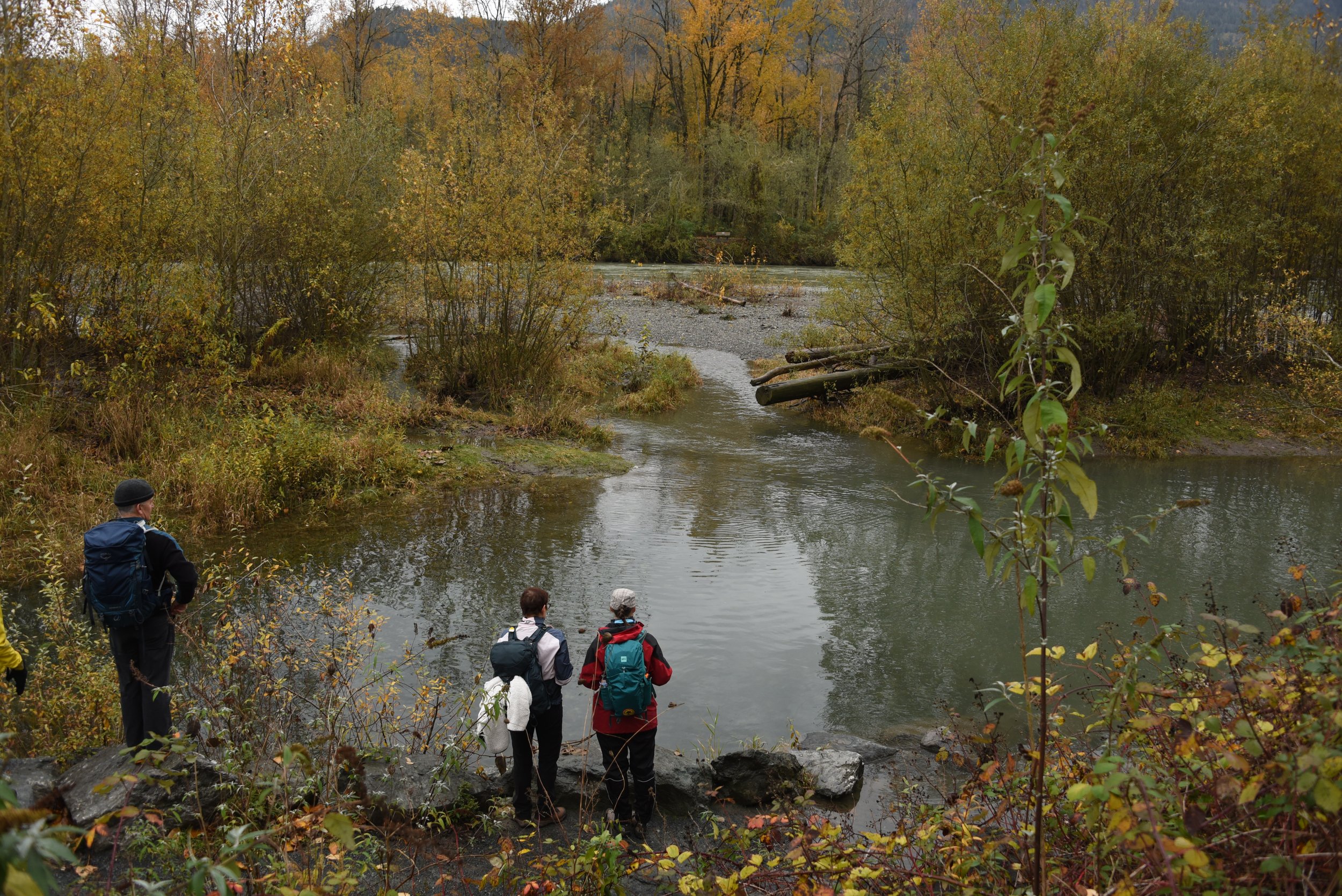 Looking for salmon