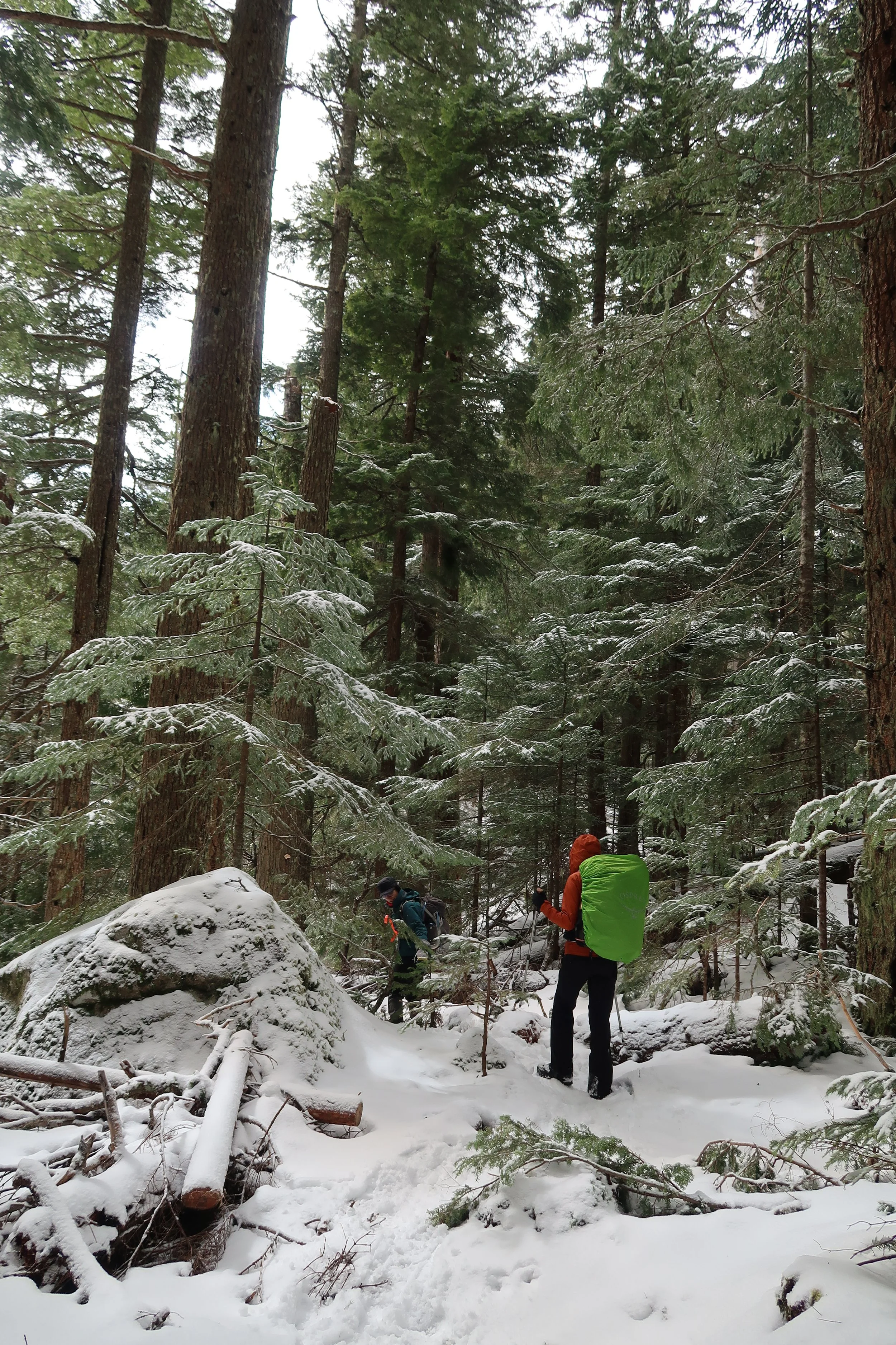 Big trees all the way by Tamsin