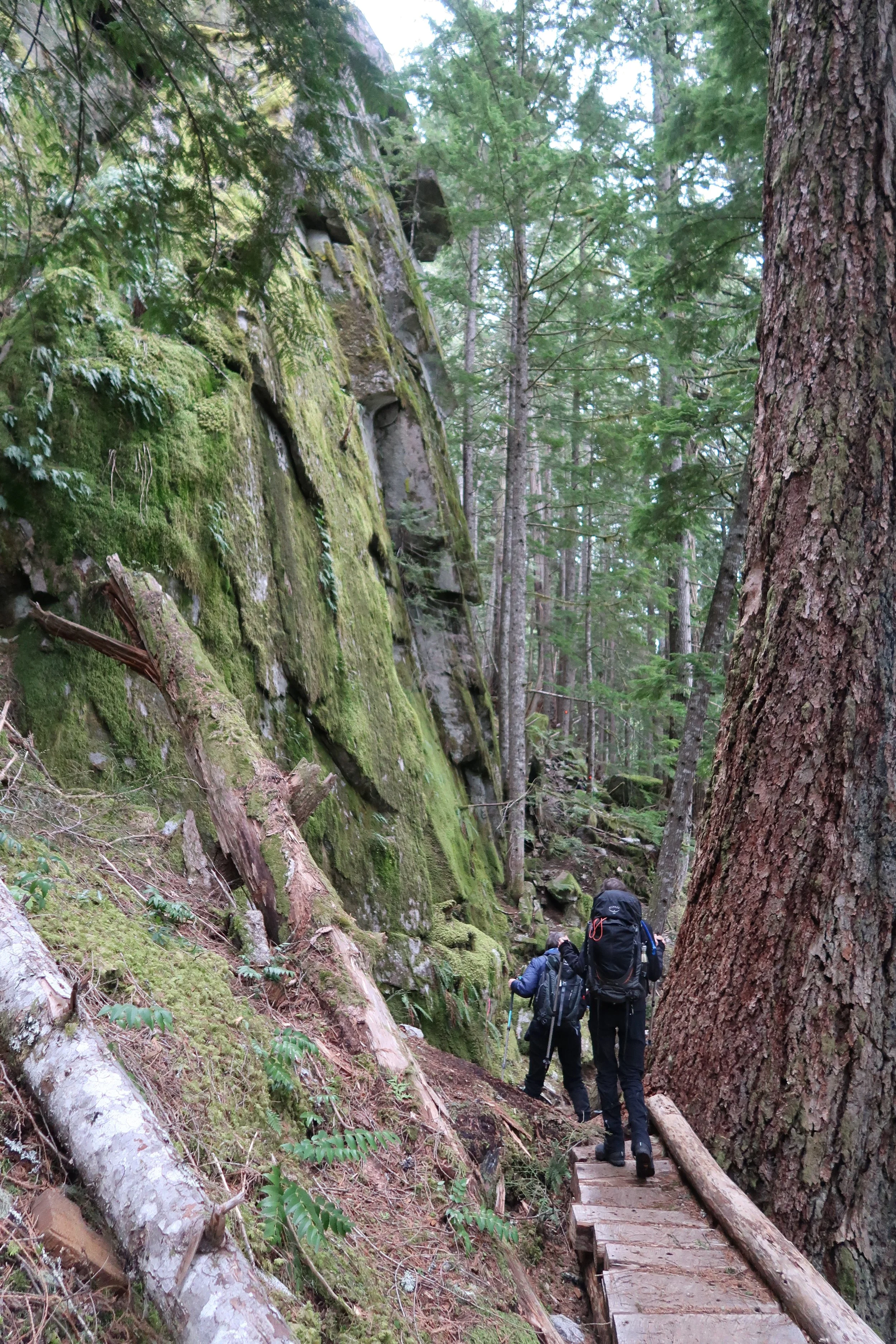 Between the cliff and the tree by Tamsin