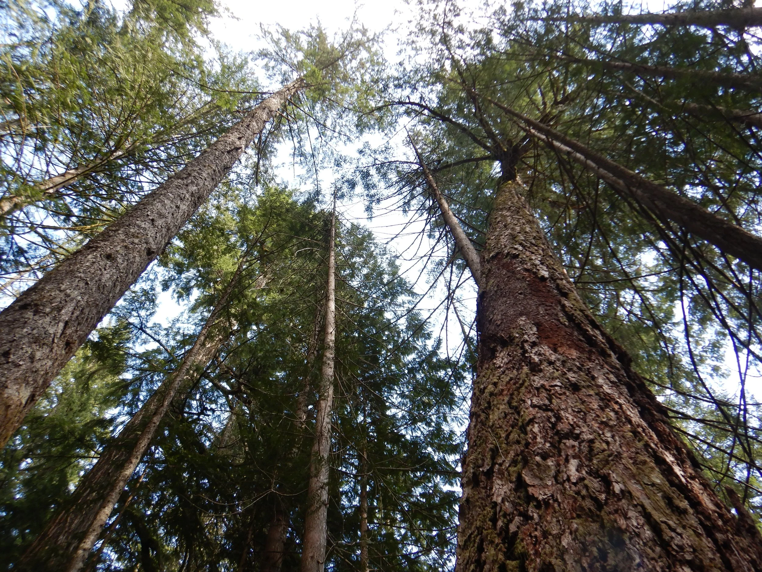 Forest canopy by Iain