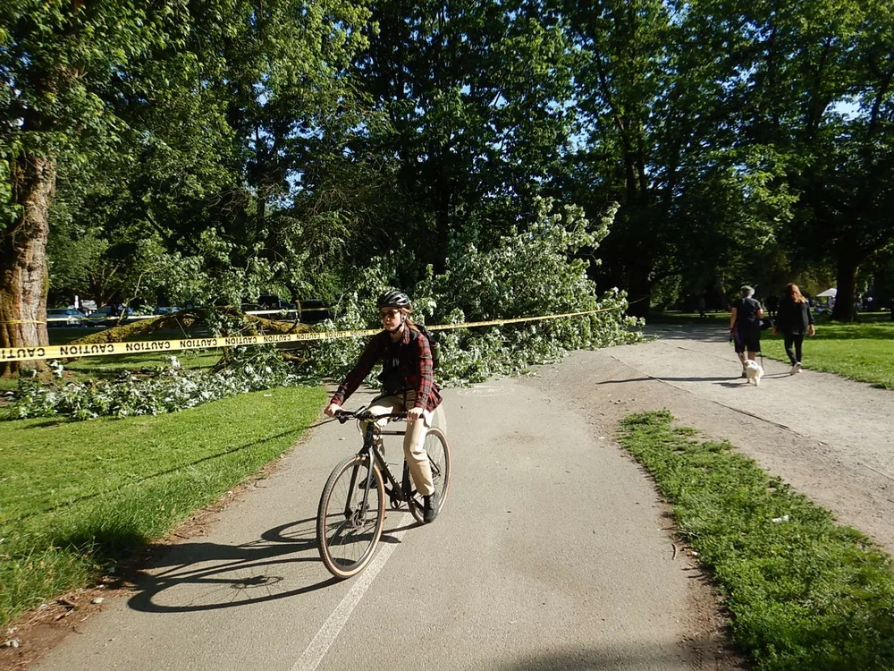Tree Down in Trout Lake by Iain