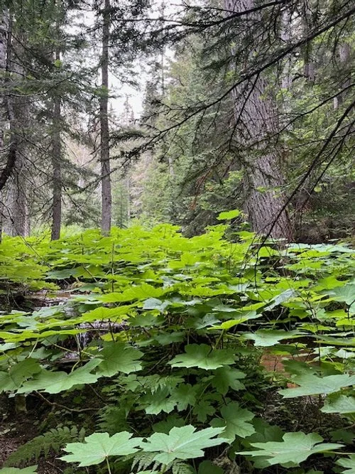 Up through the forest by Afsana