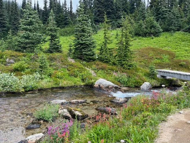 Creek and Trees by Afsana