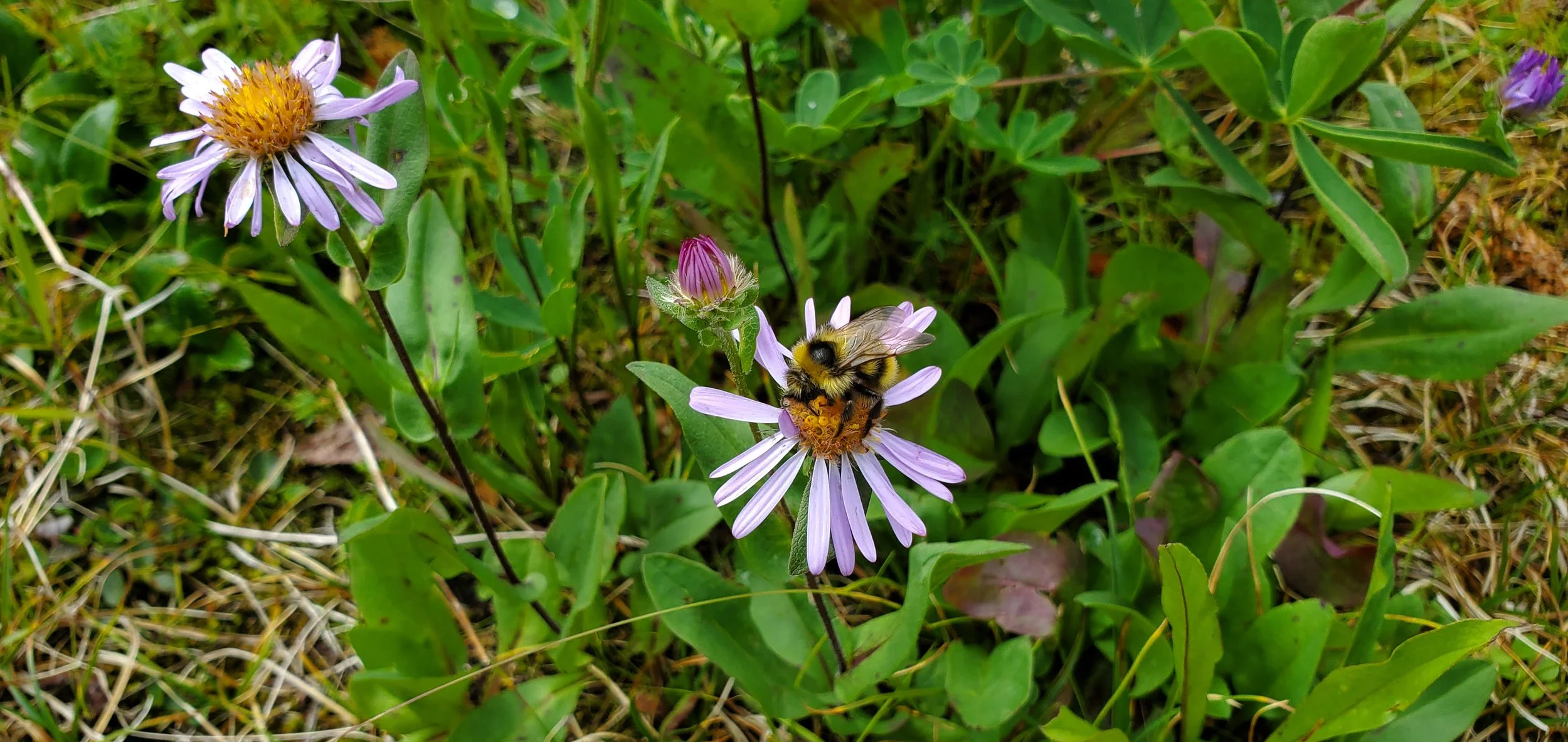 Wild Among the Flowers by Michelle