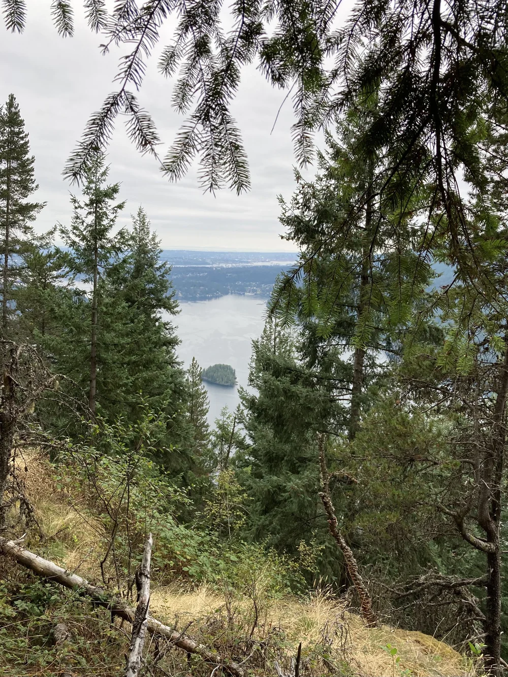 A Glimpse through Trees by Paula