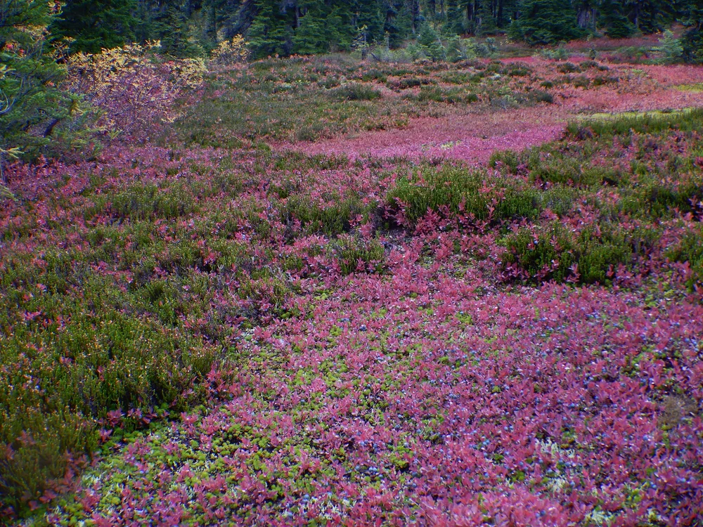 Bountiful Blueberries by Iain