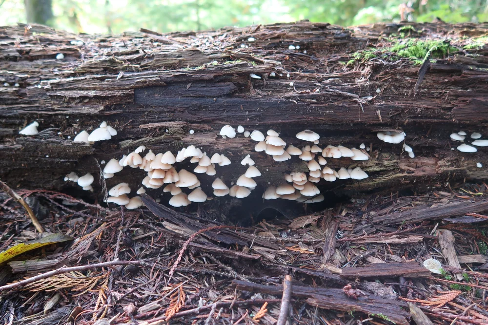 Anonymous 1 by Tamsin