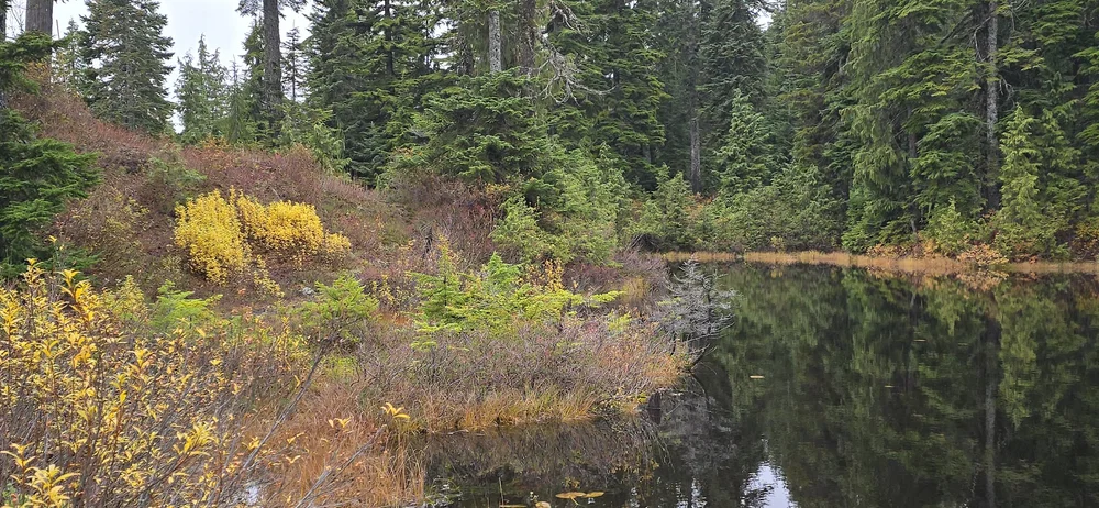  A pond near the hut, in a moment of clearing, showing fall colours around it. Image by Rob