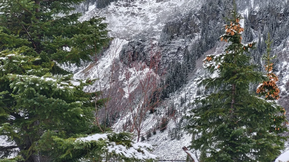 Joffre Colour by Maya