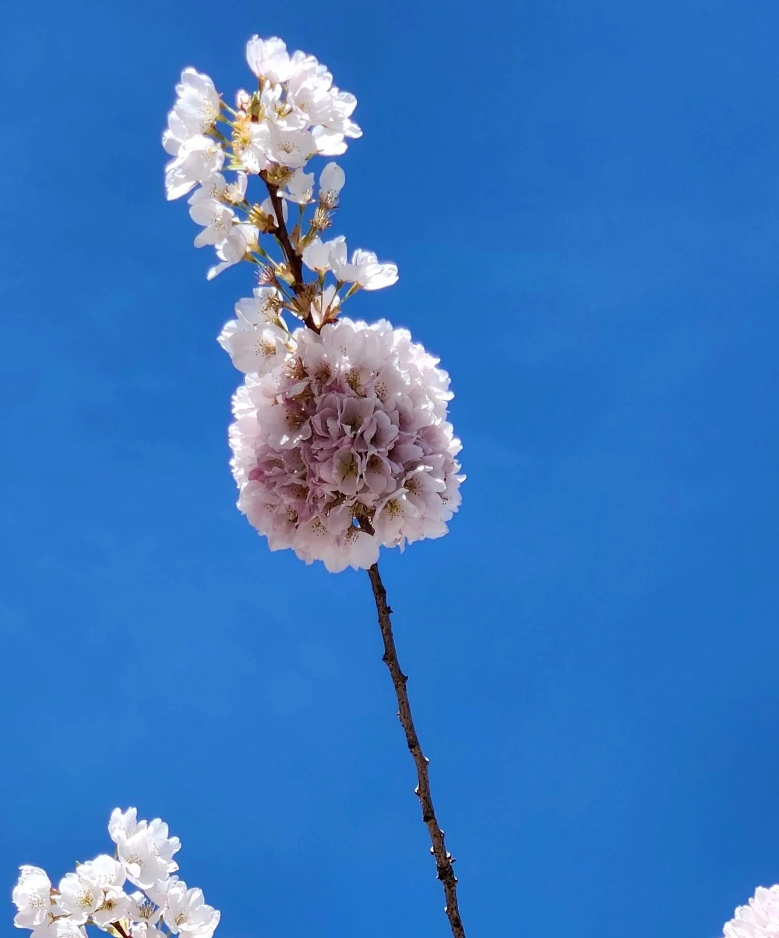 Cherry Blossom Bike Ride, Saturday April 4th 2026