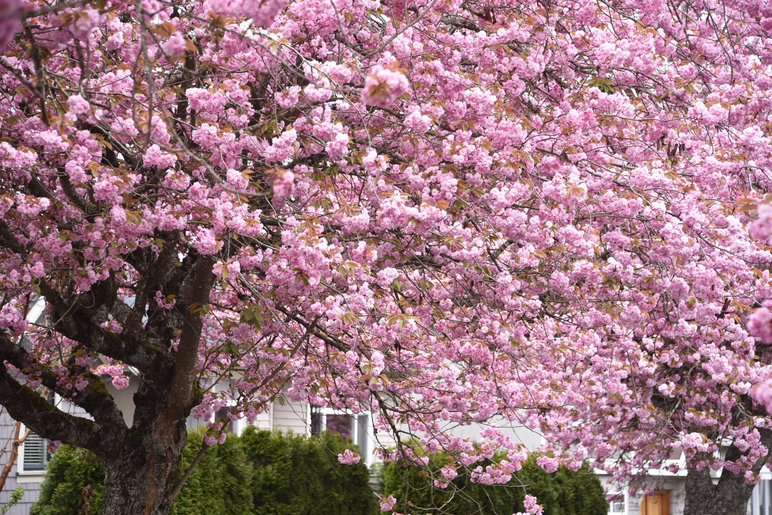 Burnaby Pedestrian Overpass with Bonus Blossom, Saturday April 18th 2026